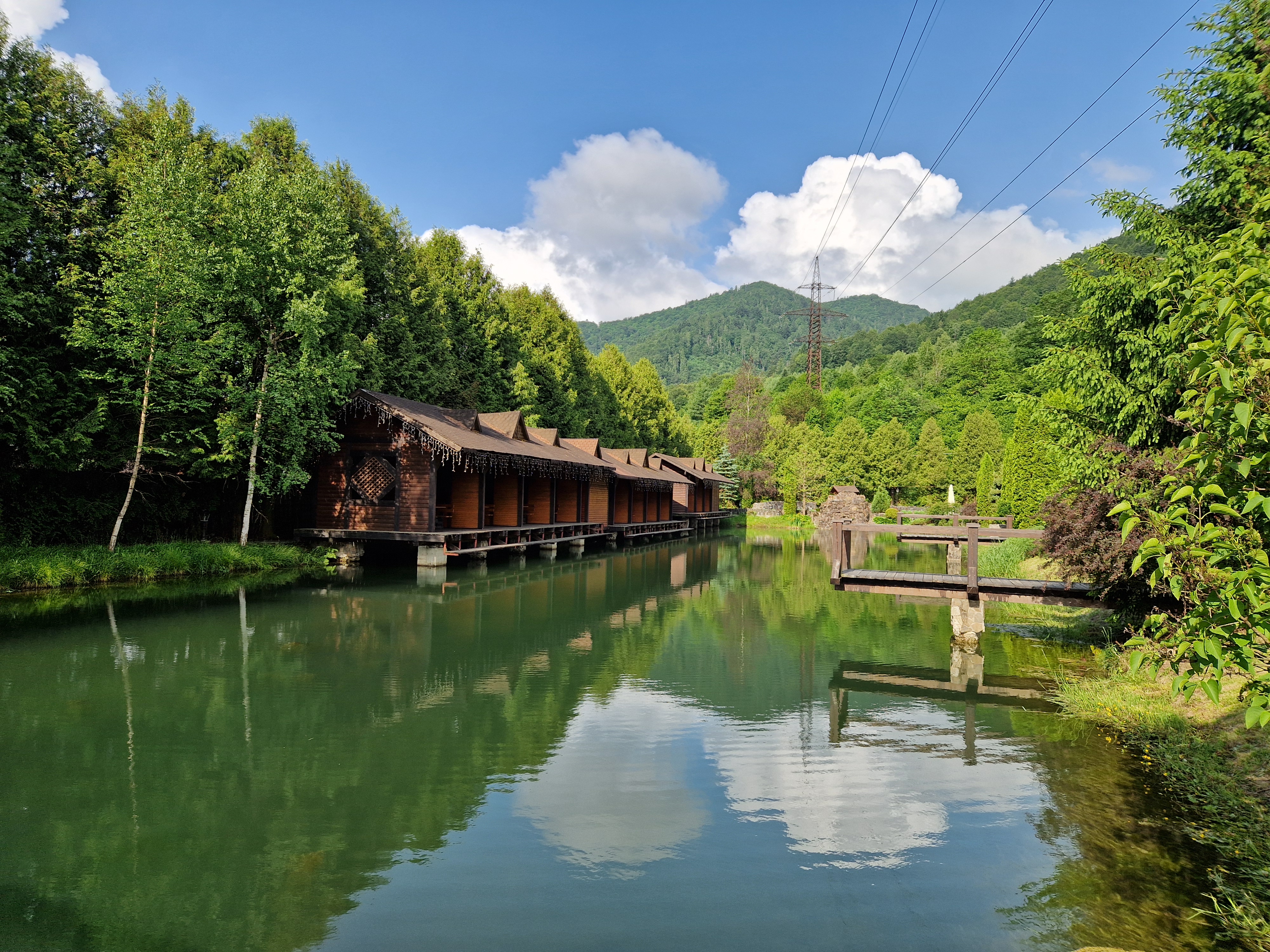 Golden Trout image 8