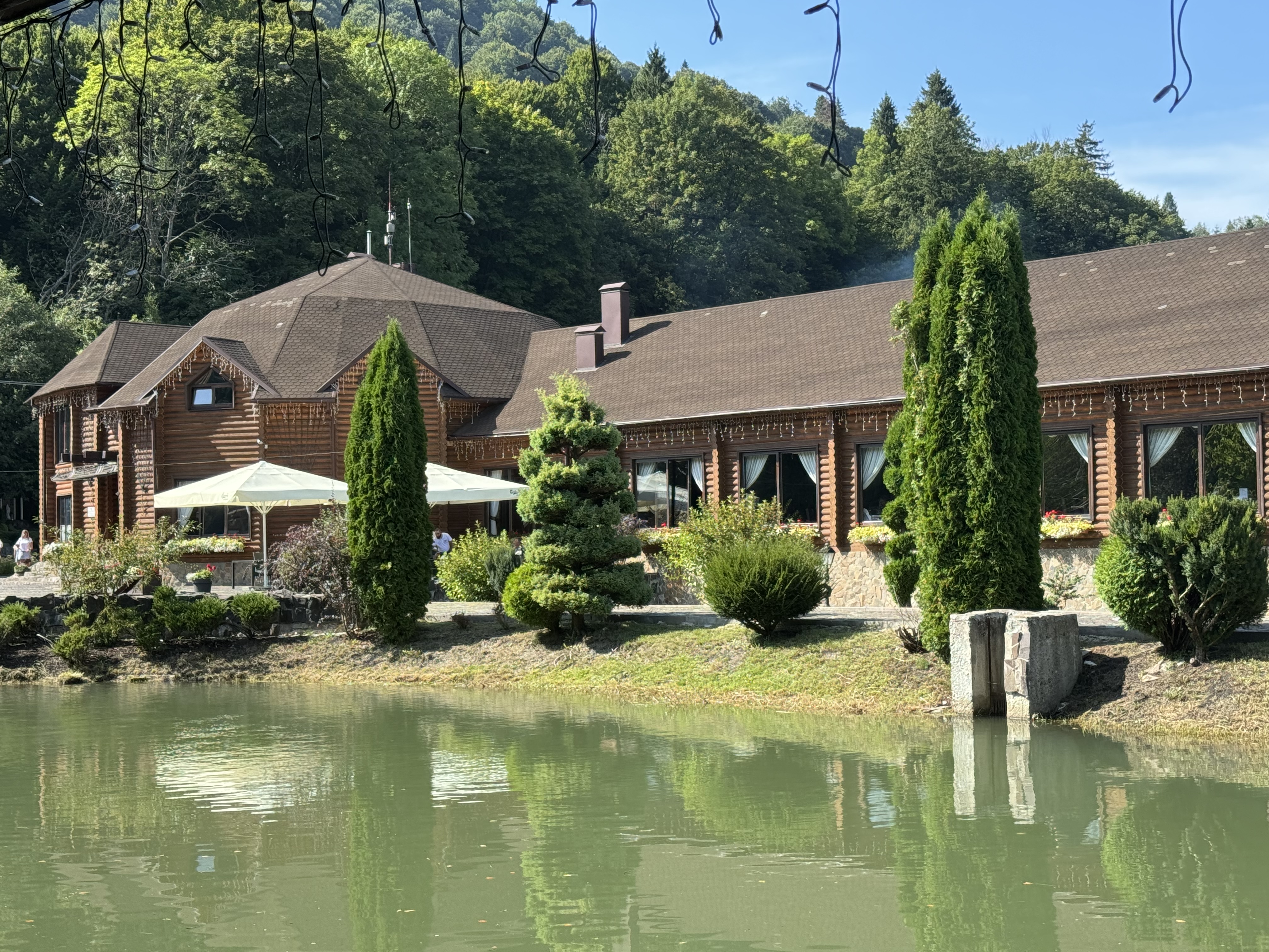 Golden Trout image 9