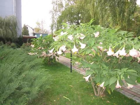 Yuvileynyy image 7
