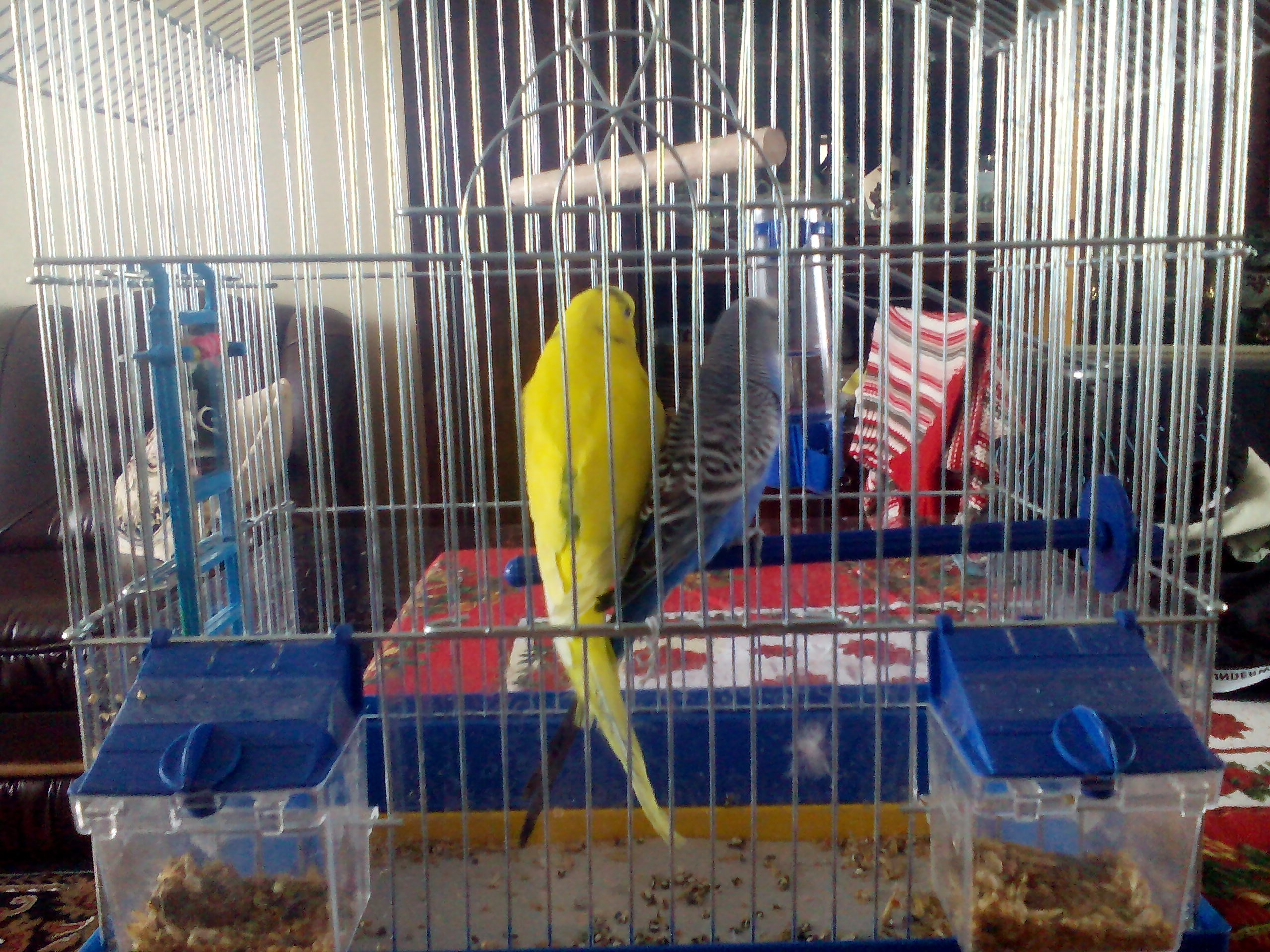 Sitsiliya, Pitseriya image 2