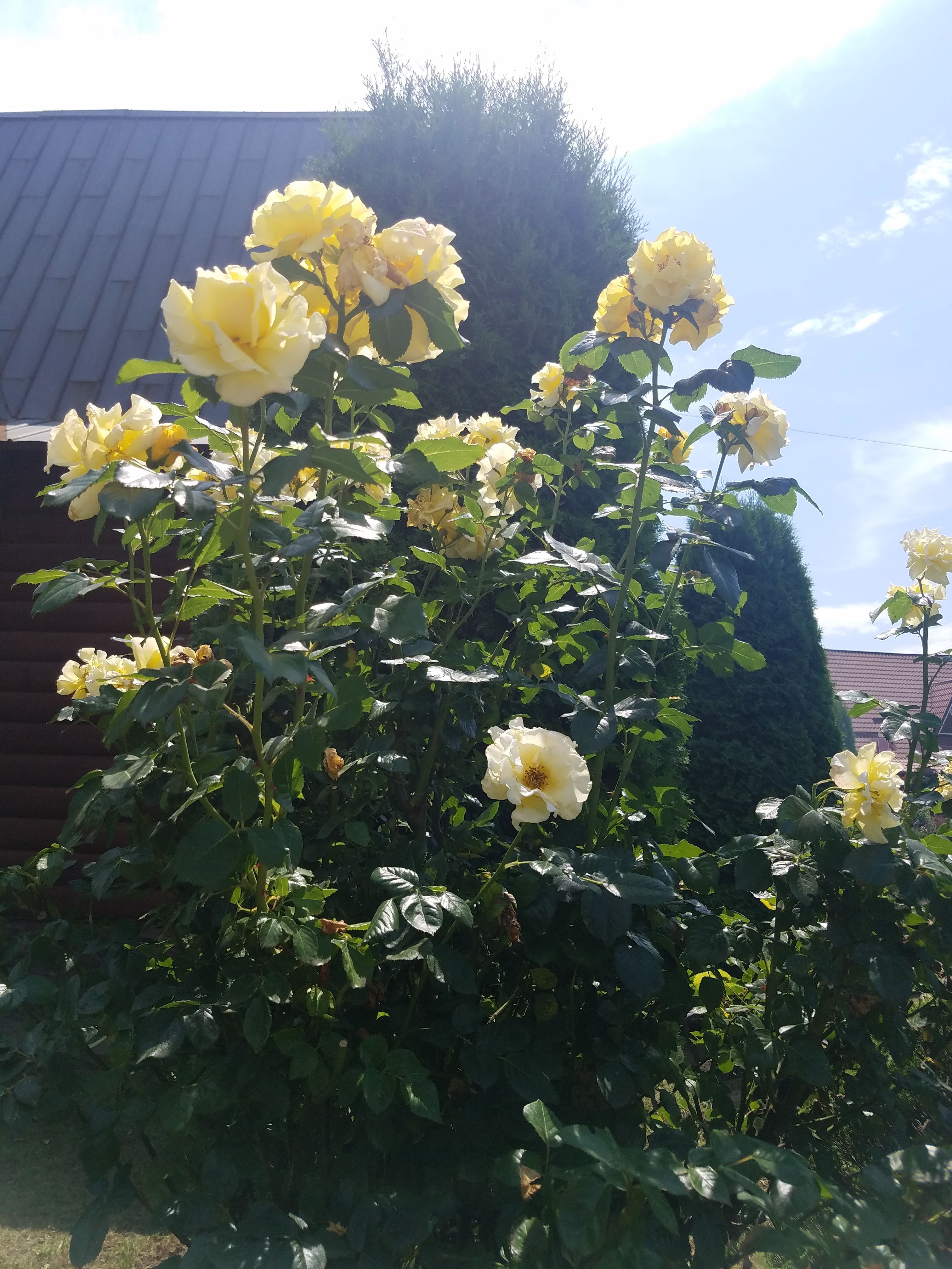 Kolyba U Khudoho Bohdana image 10