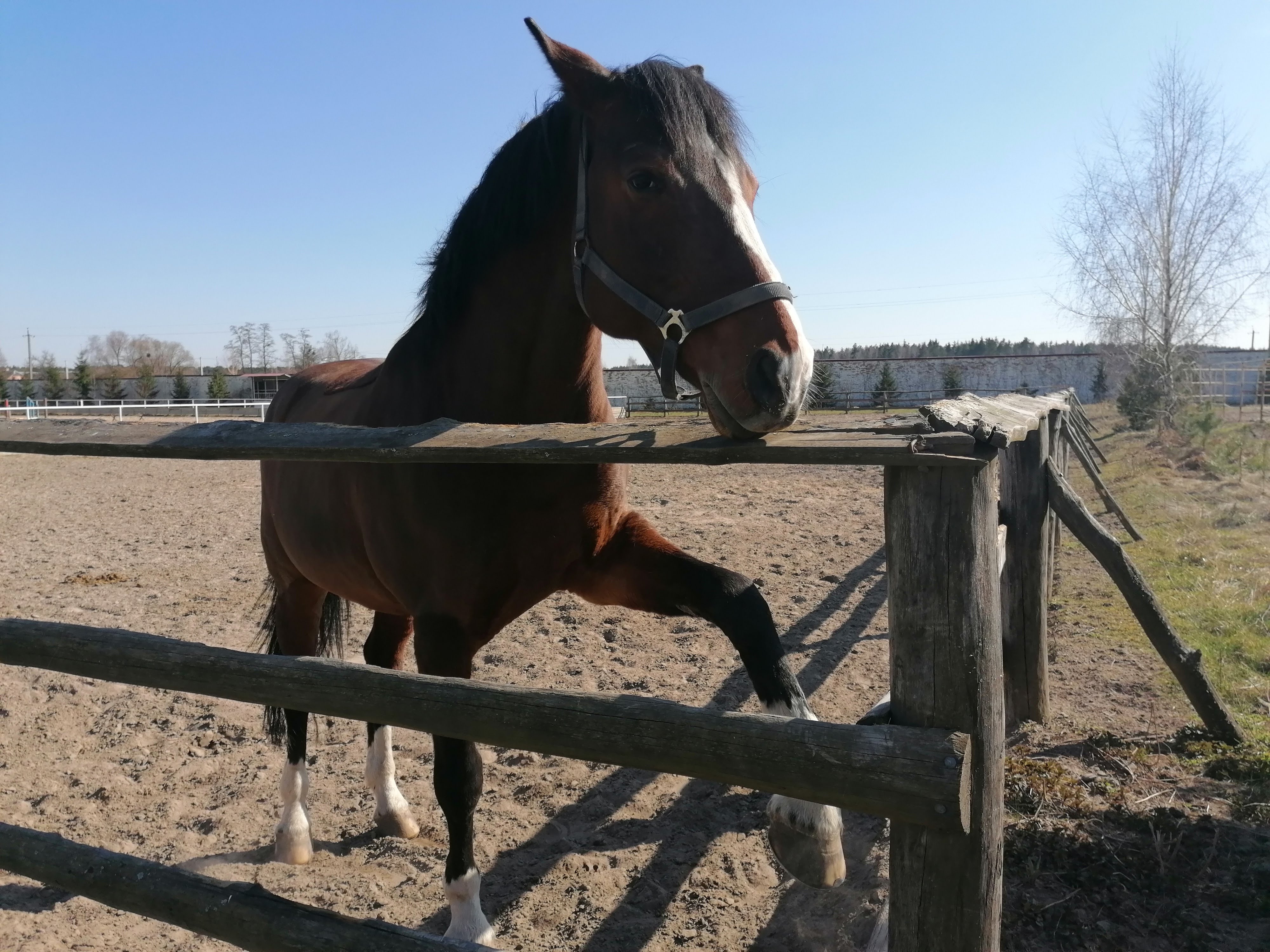 Zolota Pidkova image 7