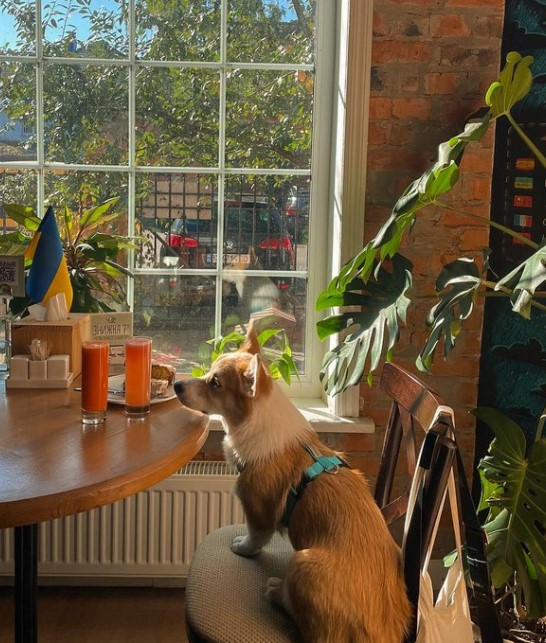 Ola Healthy Cafe image 5