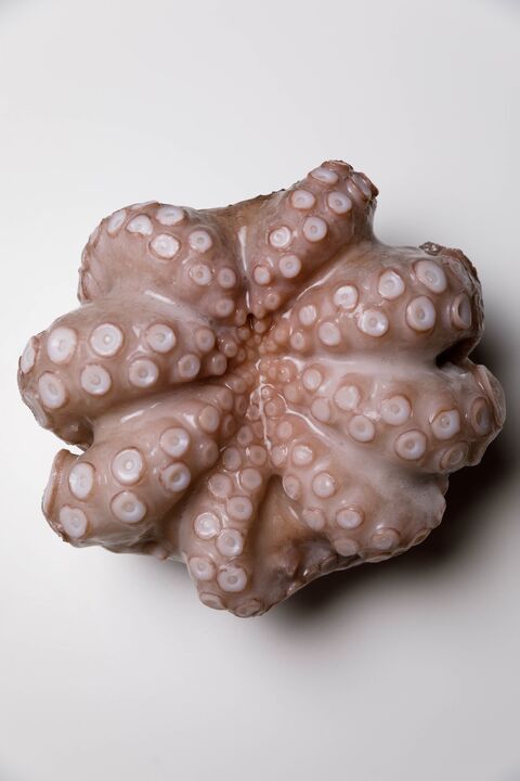 ЇshFish image 5