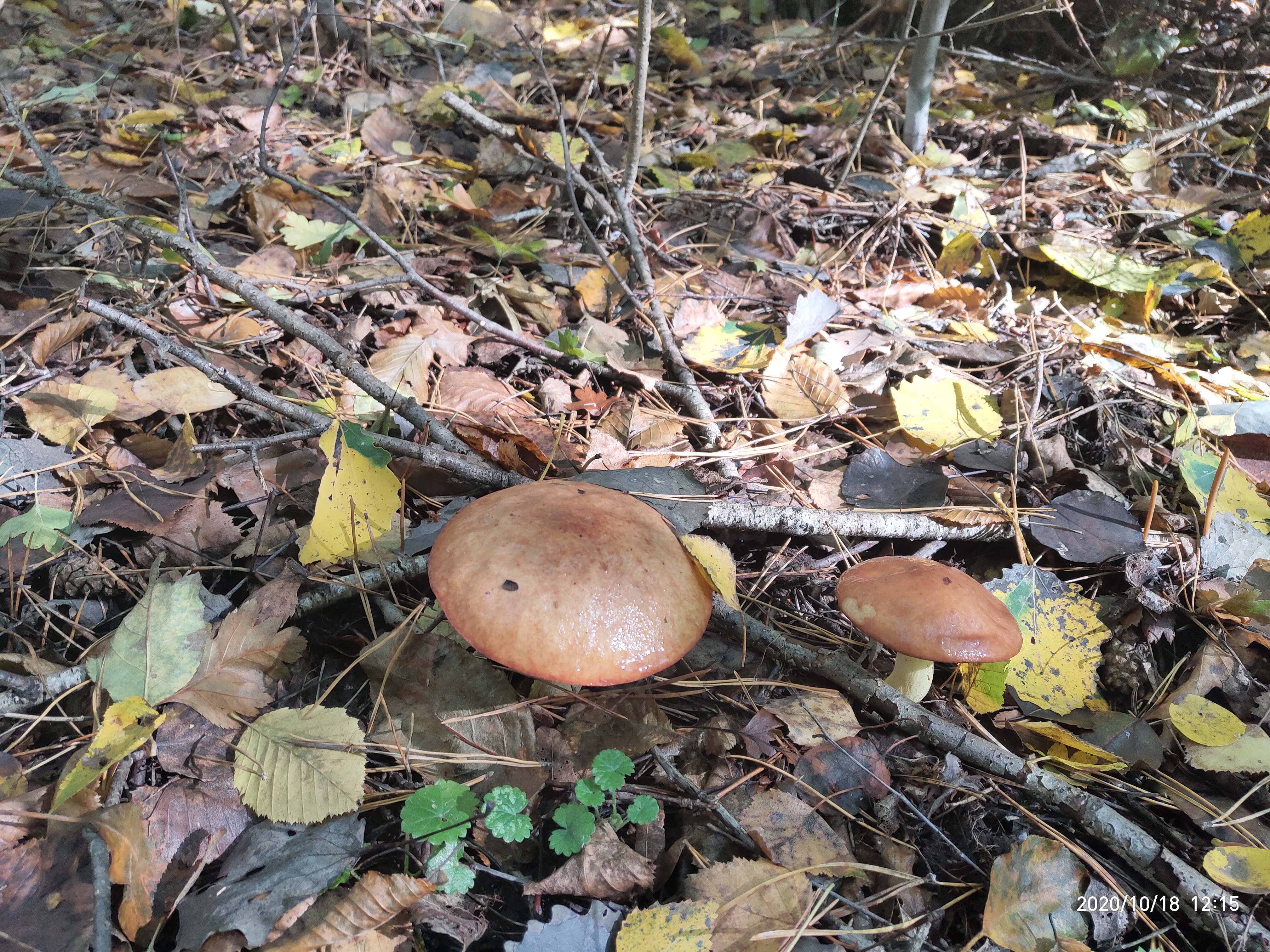 Шинок Біля Кузні у Пирогові image 4