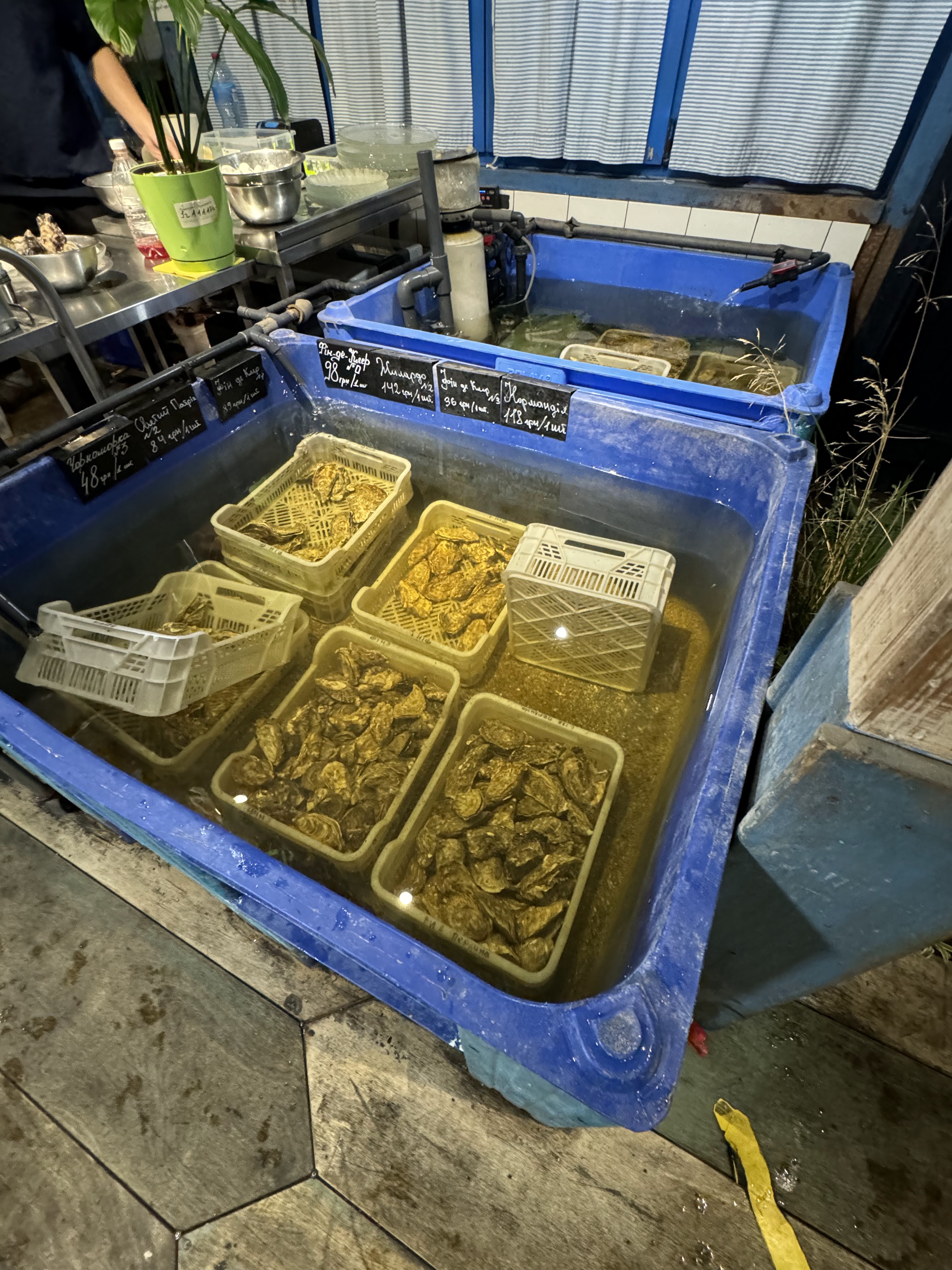 Чорноморка на Соломʼянці image 8