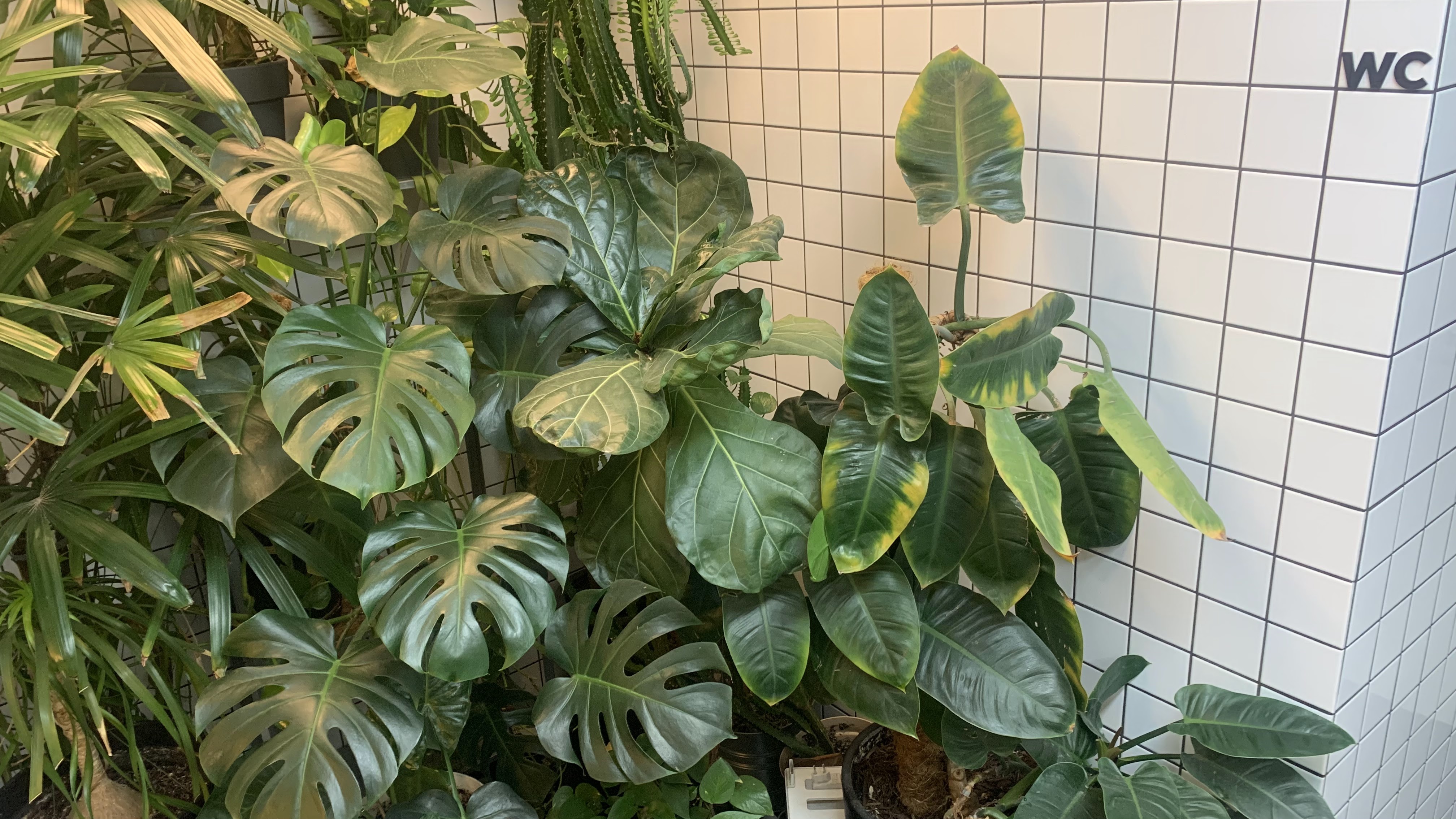 FRUIT+VEG ex (ORANG+UTAN) image 5