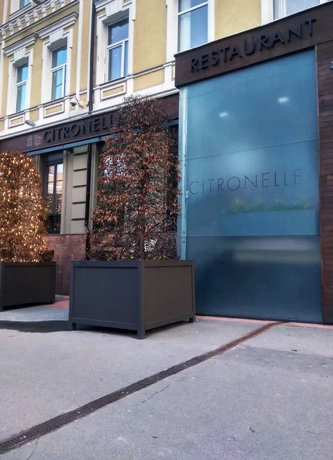 Citronelle image 6