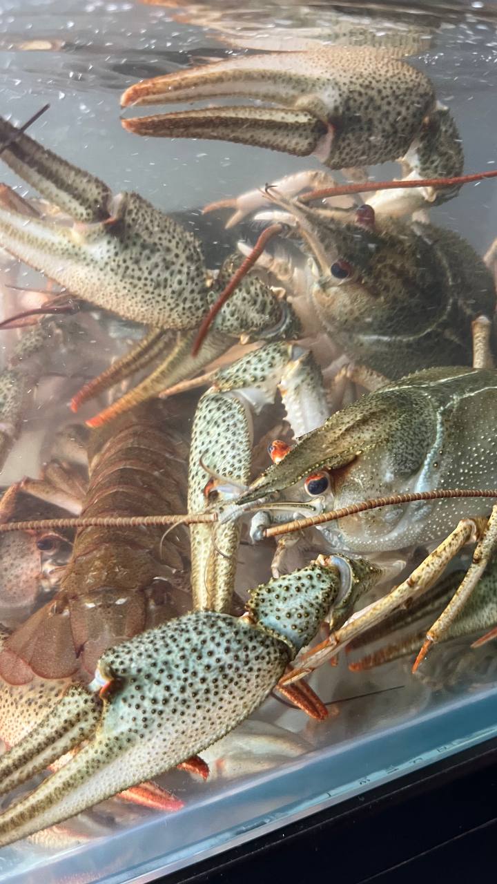 Раки Лівий Берег image 5