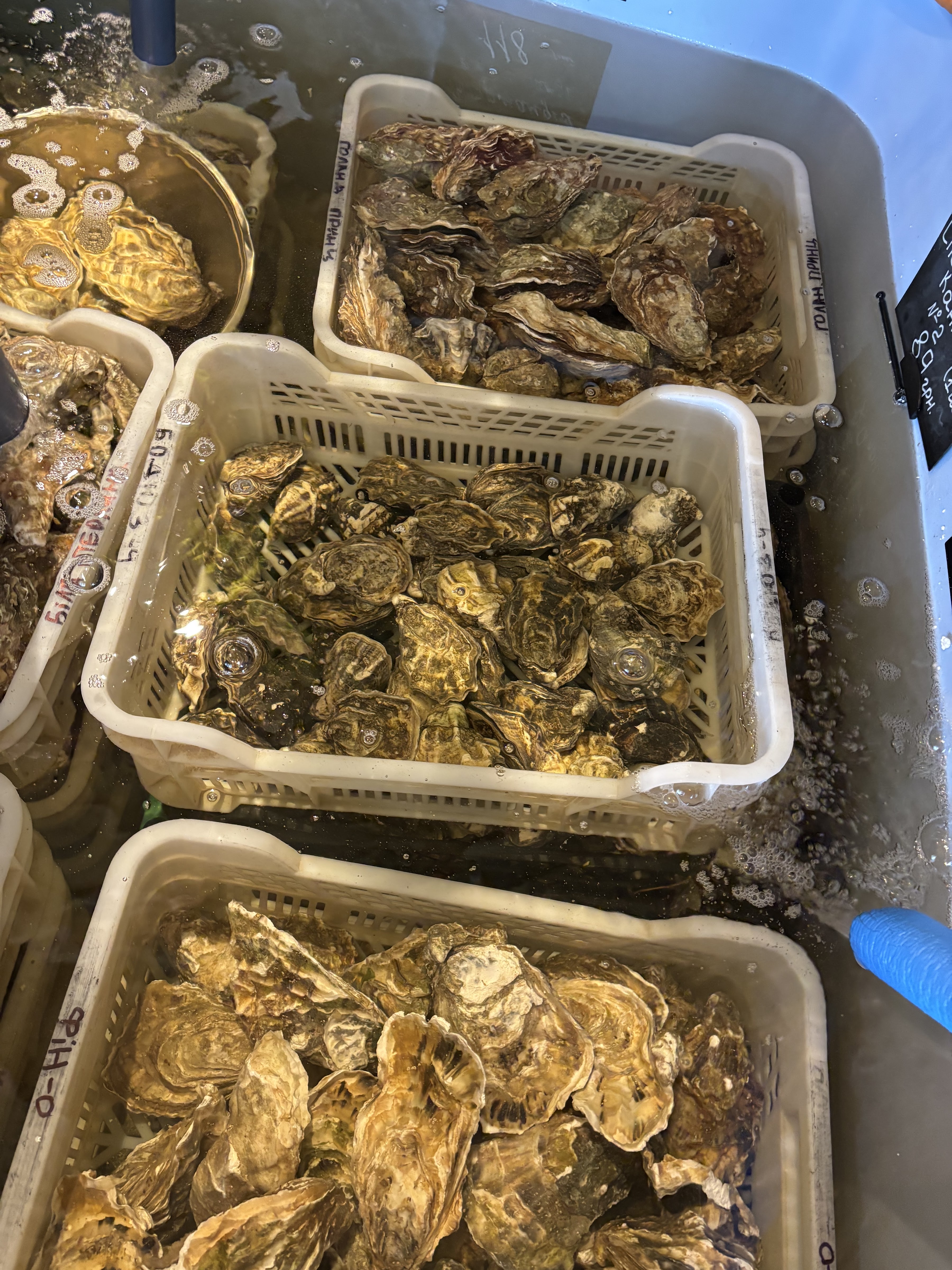 Чорноморка на Русанівці image 9