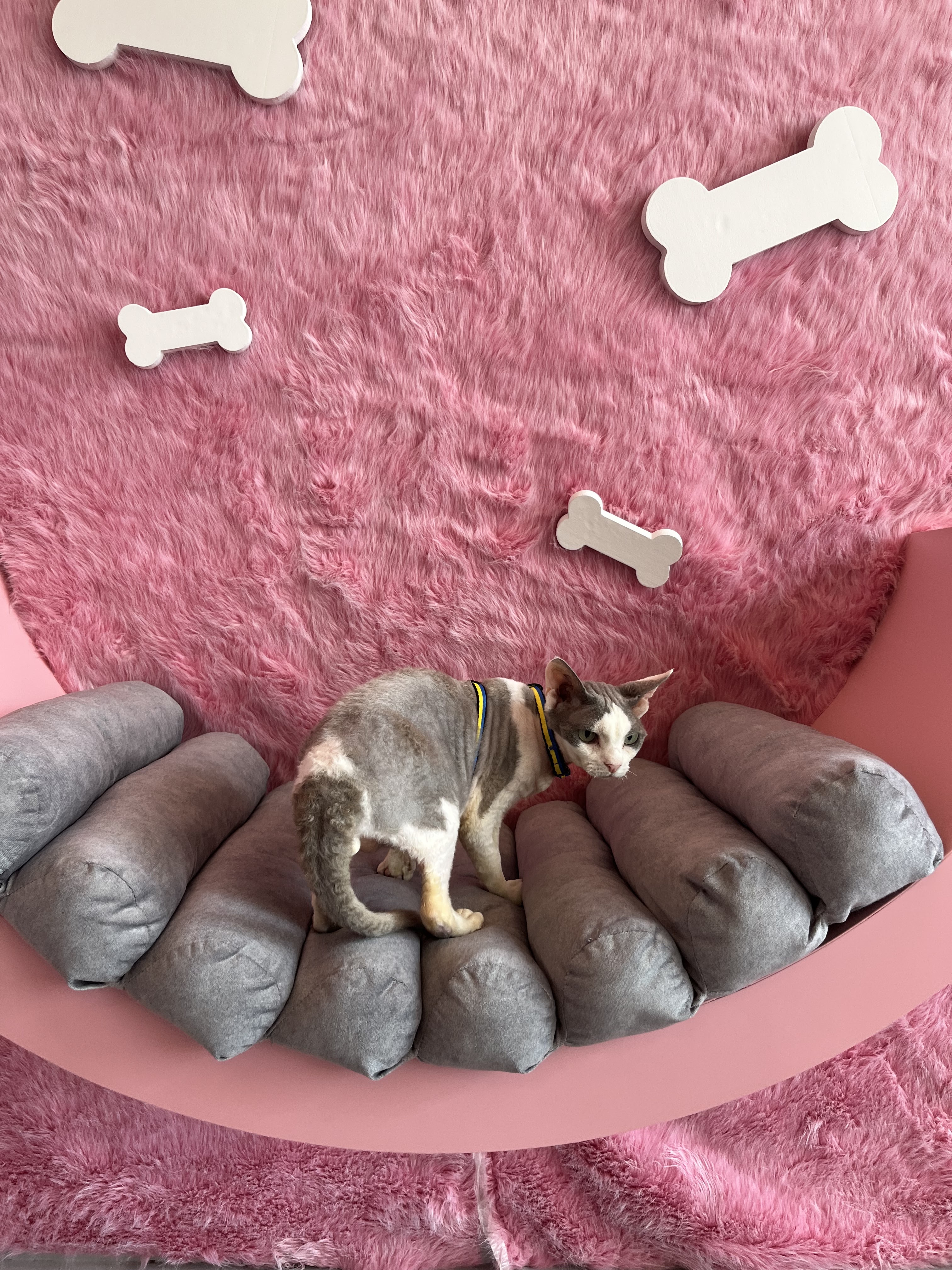 Fluffy&Family image 3