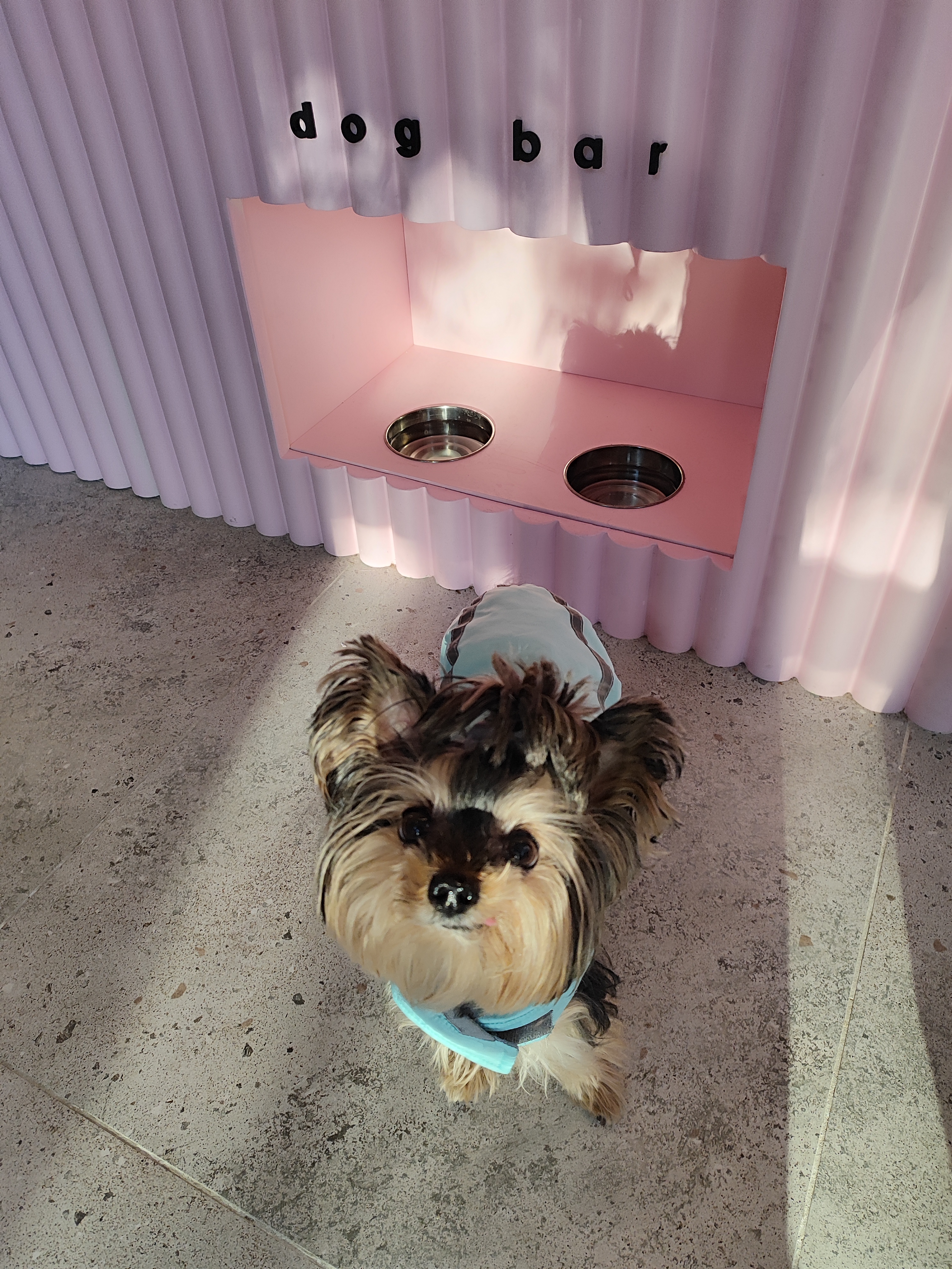 Fluffy&Family image 5