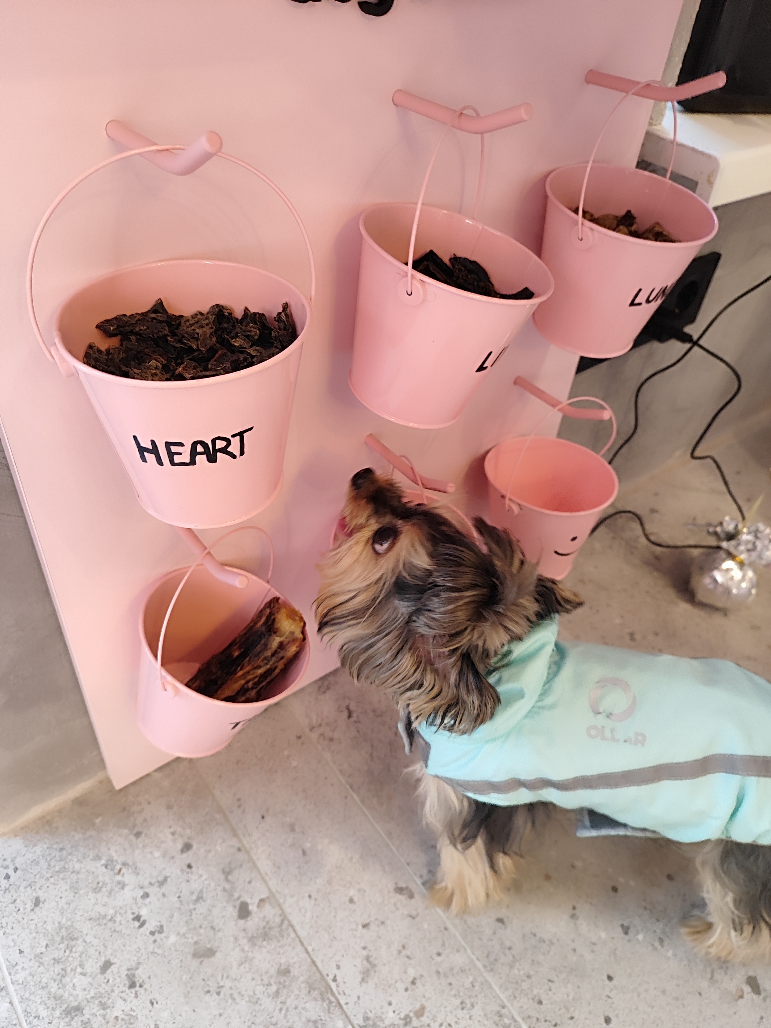 Fluffy&Family image 6