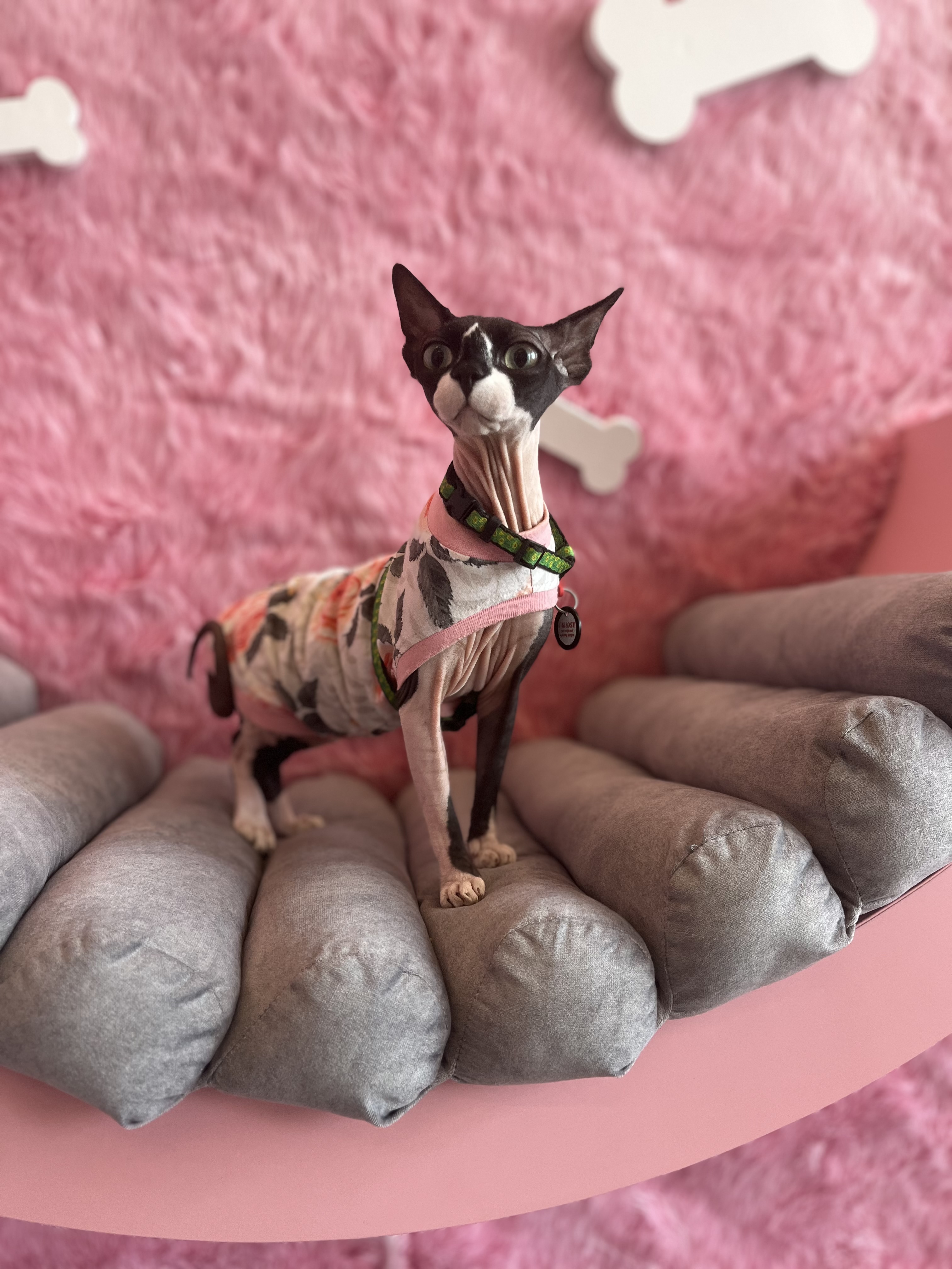 Fluffy&Family image 7