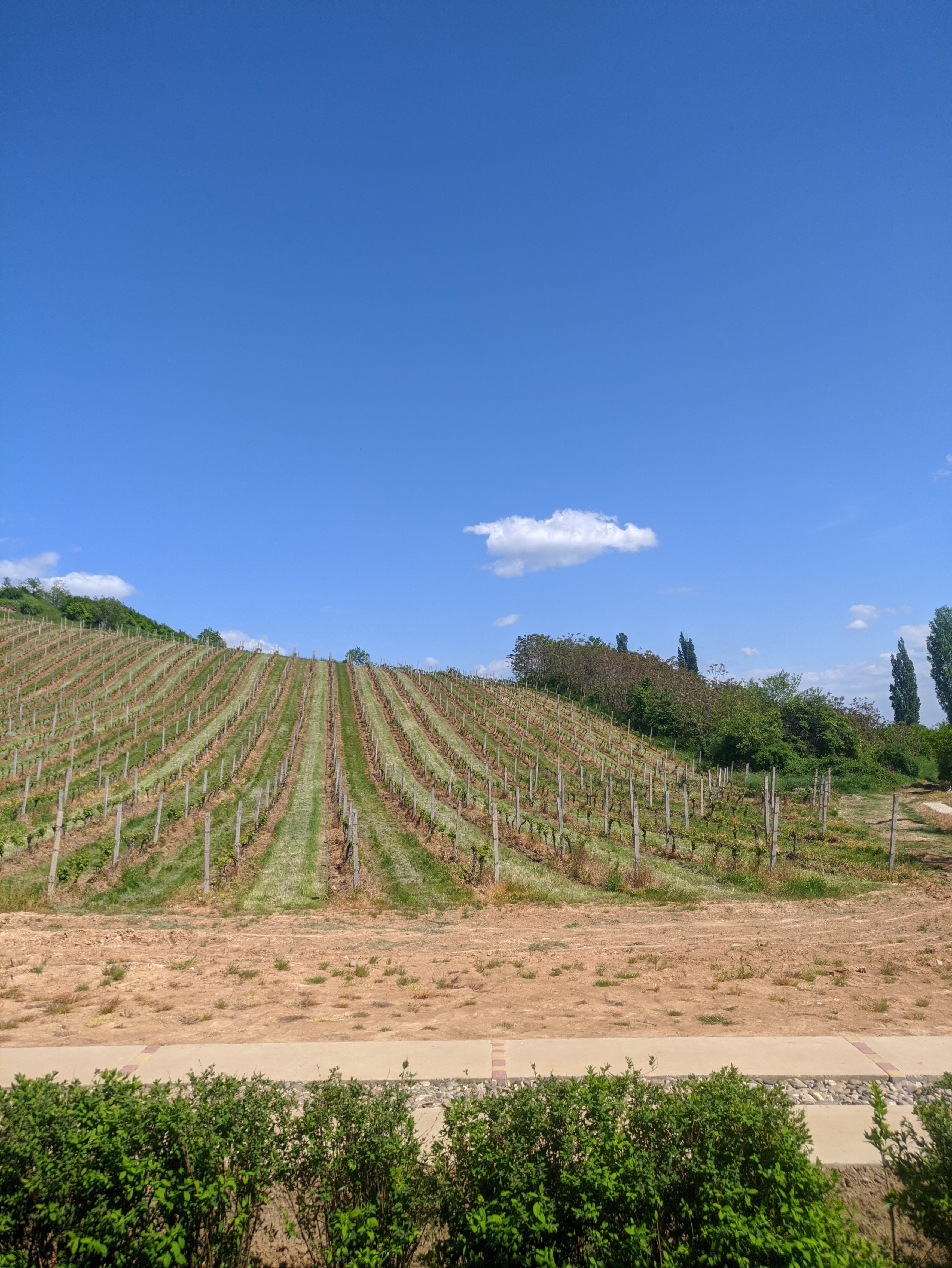 Wine Taverna image 9