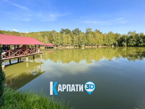 Astur image 6