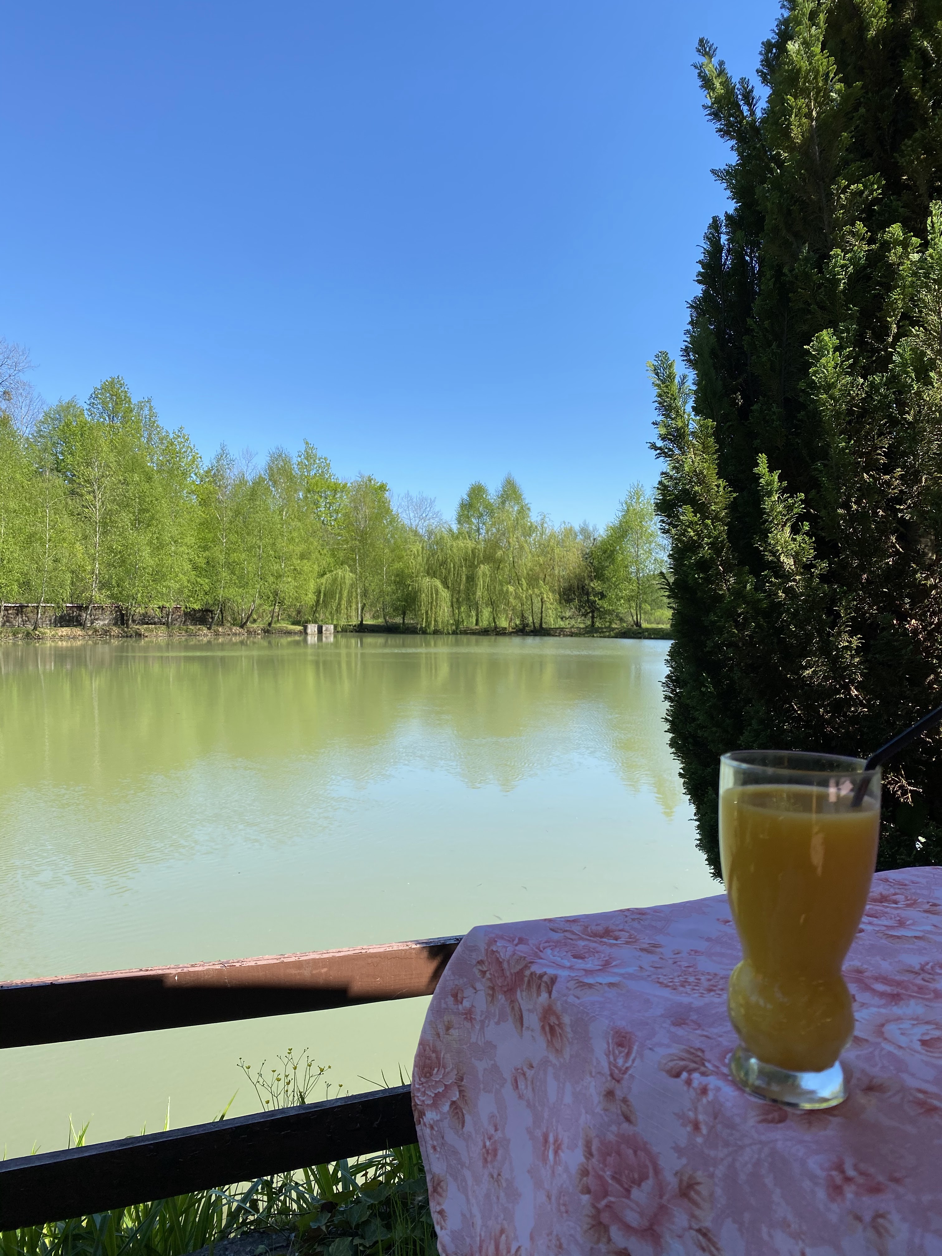 Astur image 10