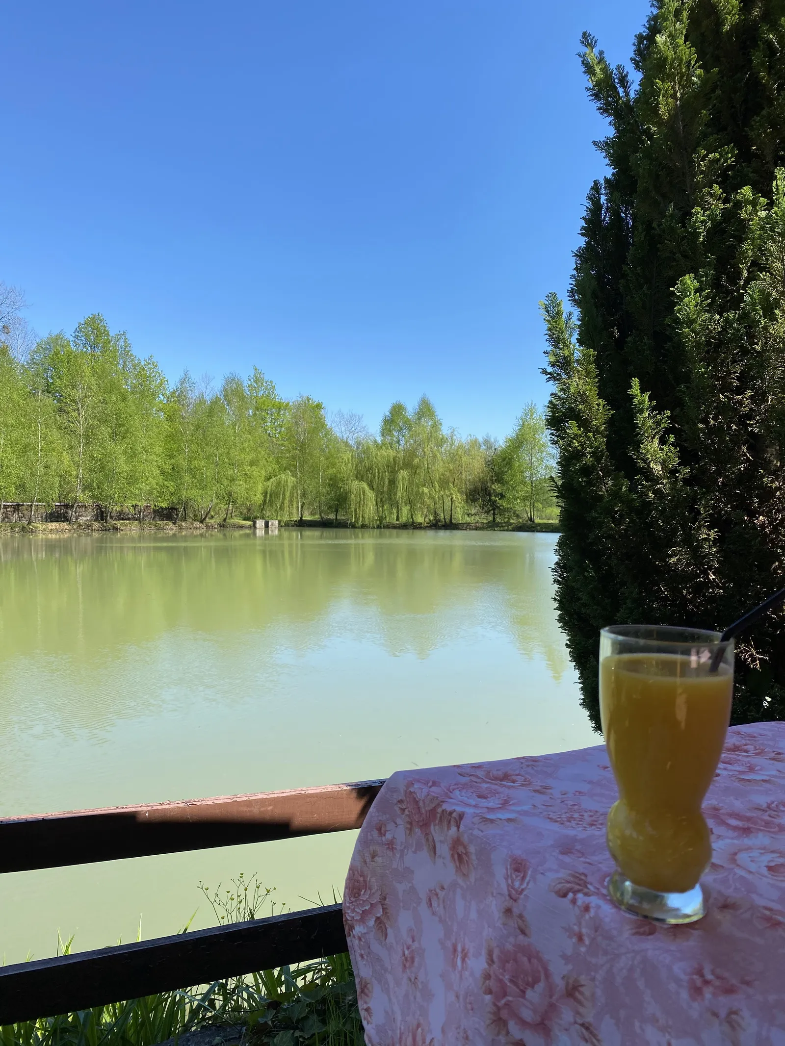 Astur image 10