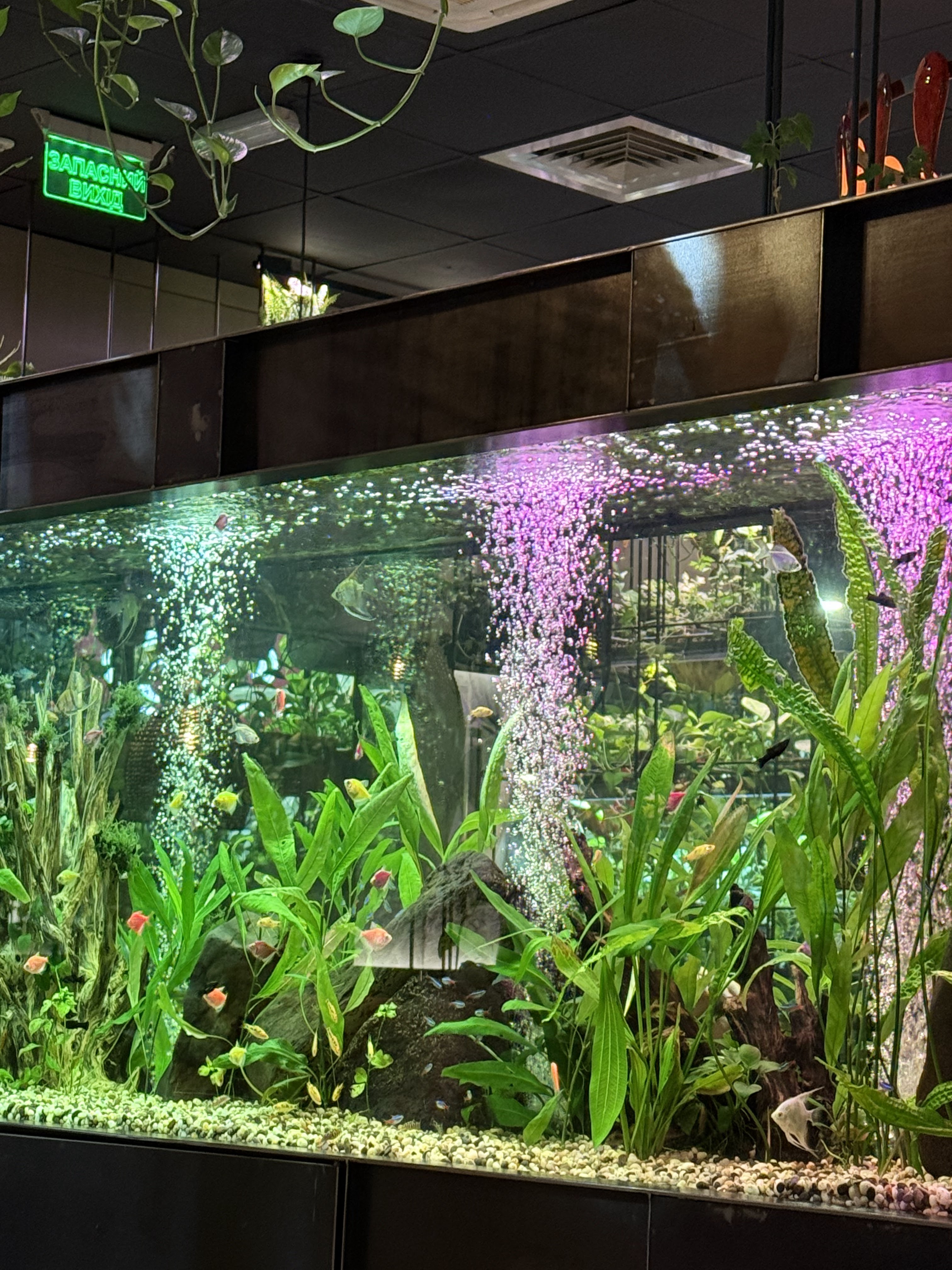 Сhili Pizza image 10