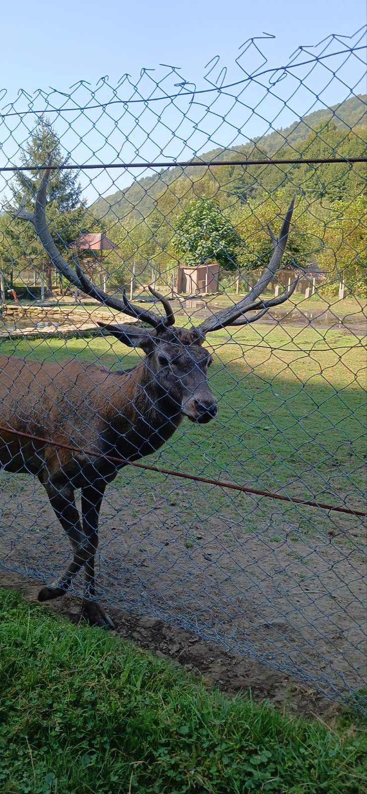 "Фазенда" бар-сауна! image 9