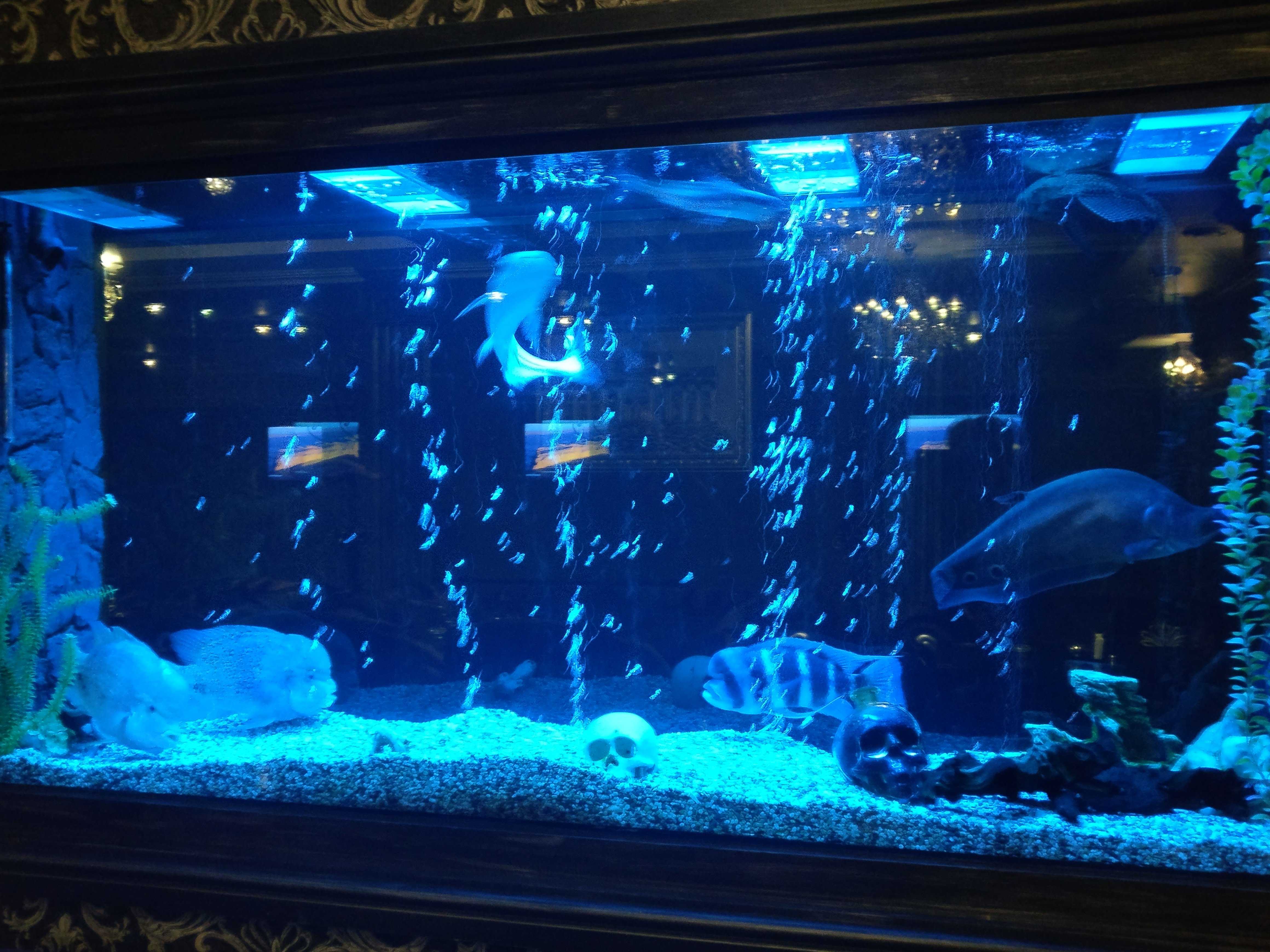 ПРЕМІУМ, ГОТ.-РЕСТ. КОМПЛЕКС image 6