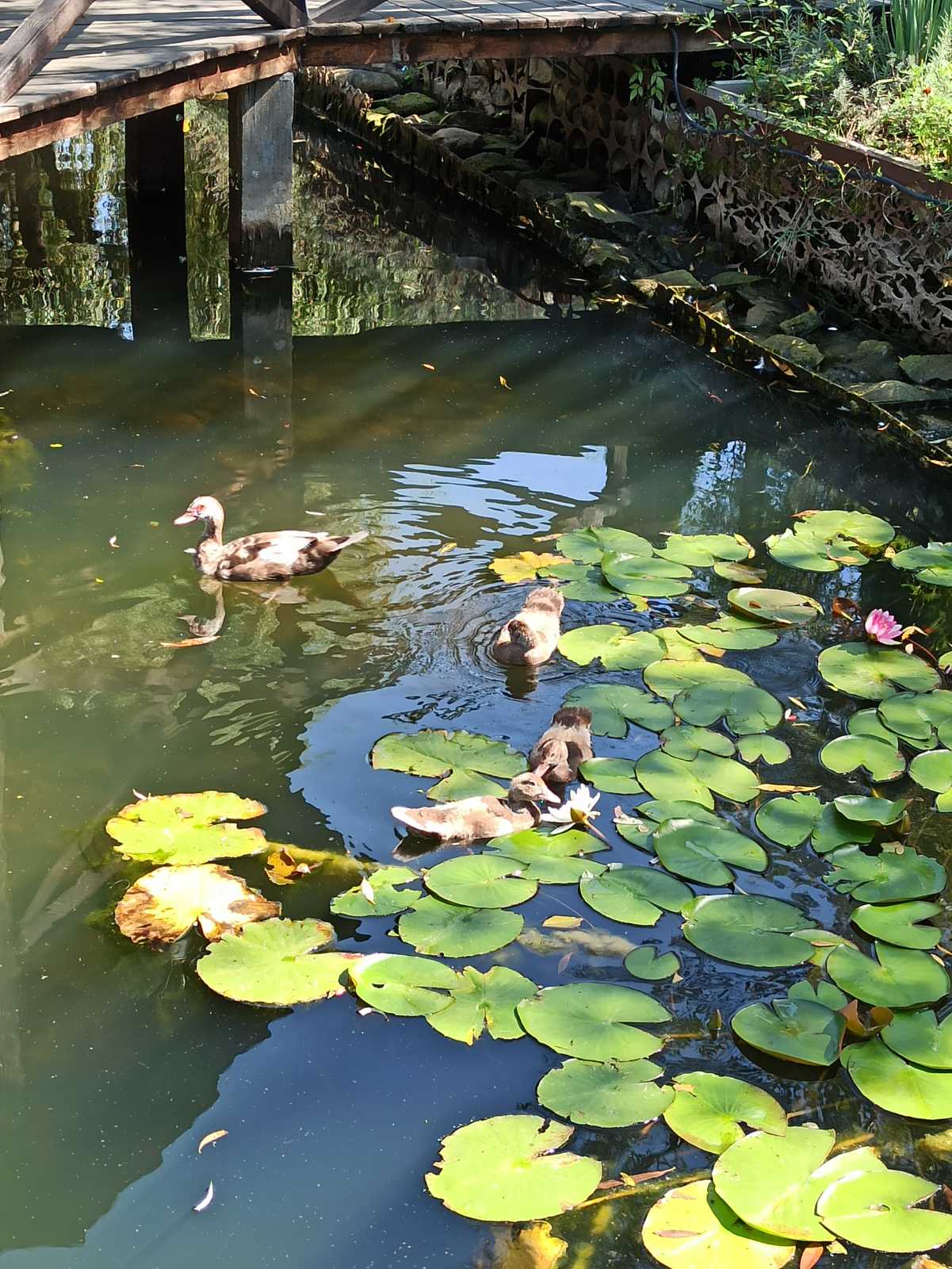 Pleso image 8