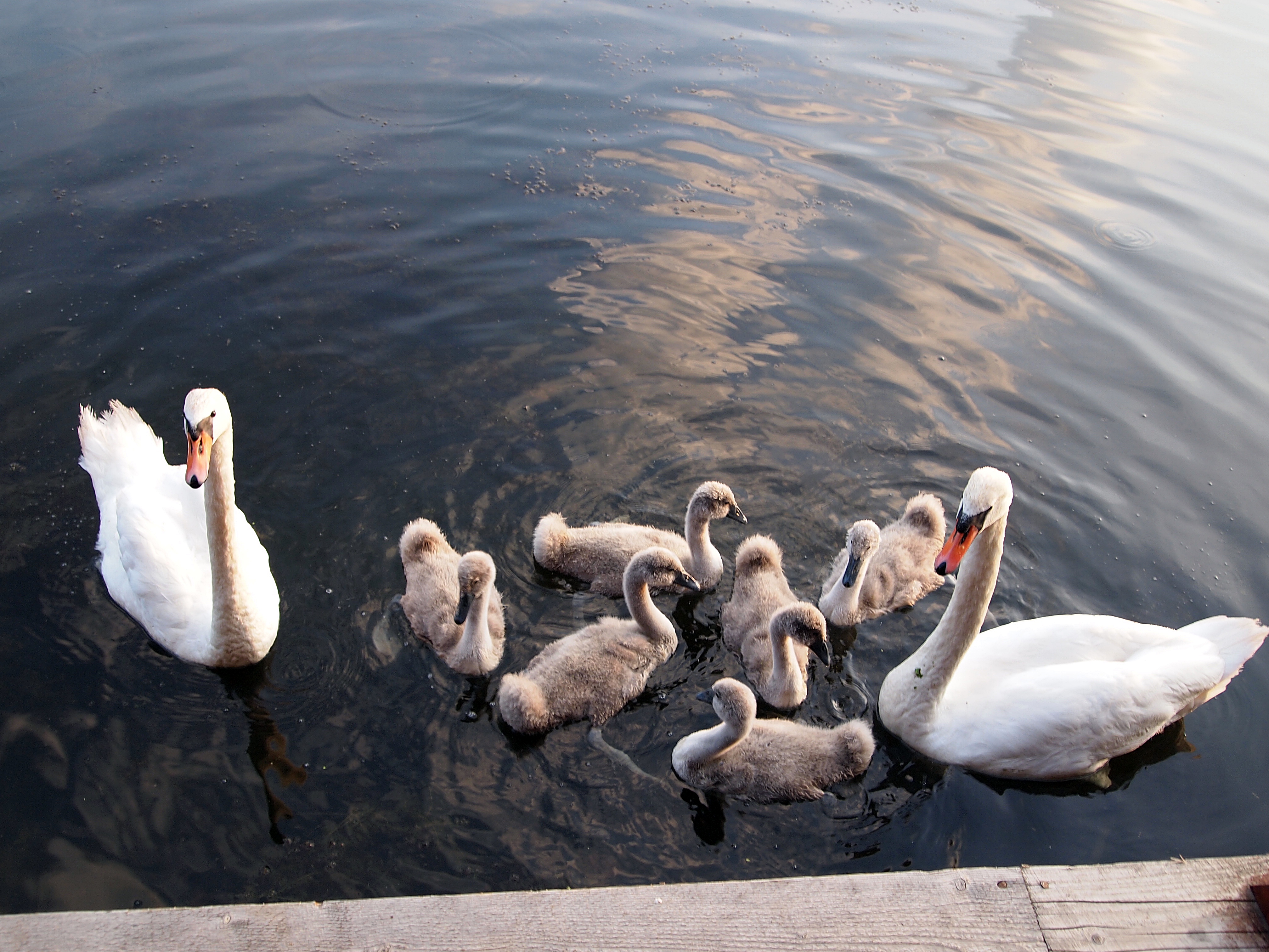 Хмільна Застава image 8