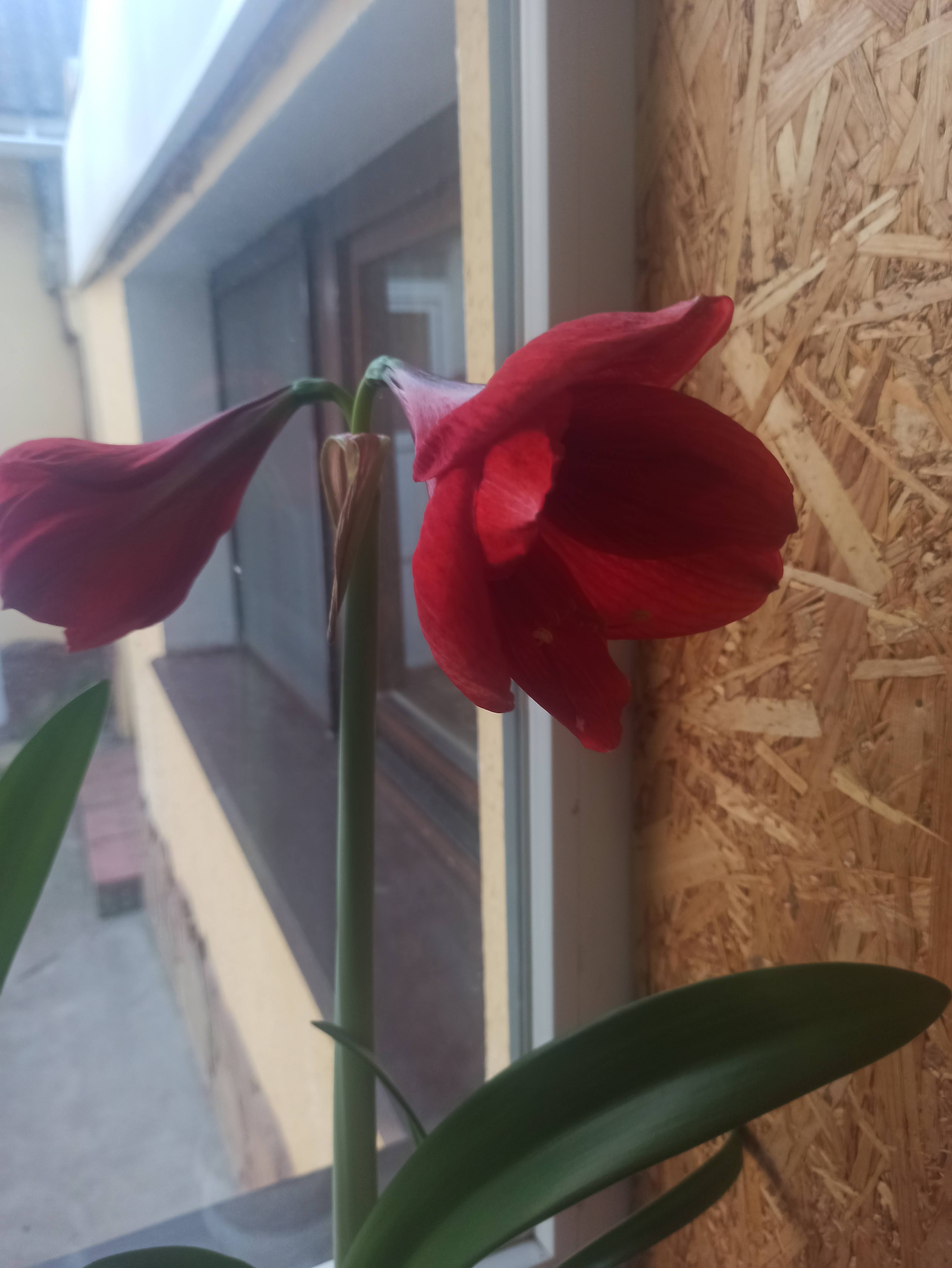 Вкуснейшая шаурма image 8