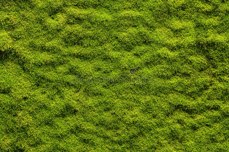 FOREST image 3