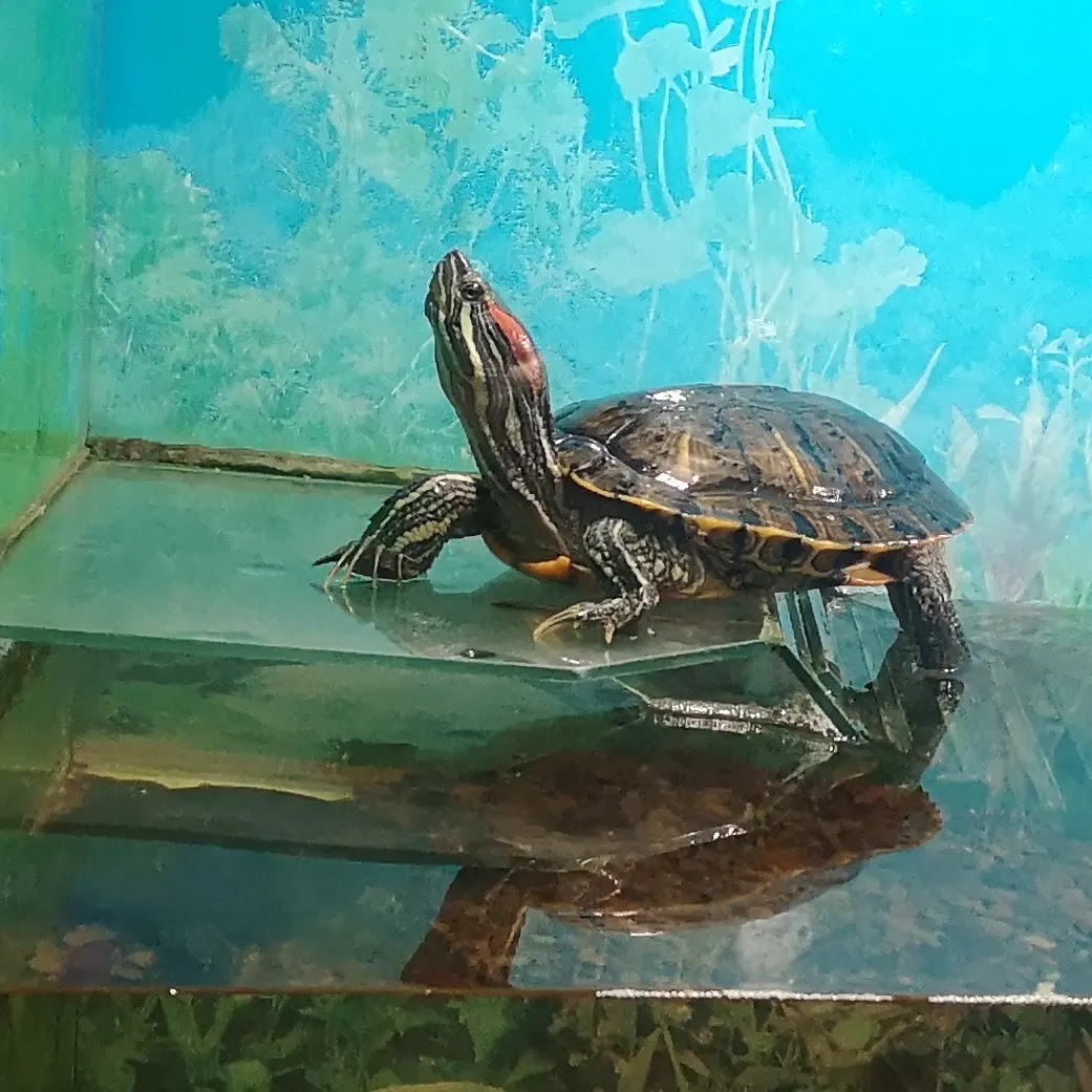 Pizza Celentano image 7