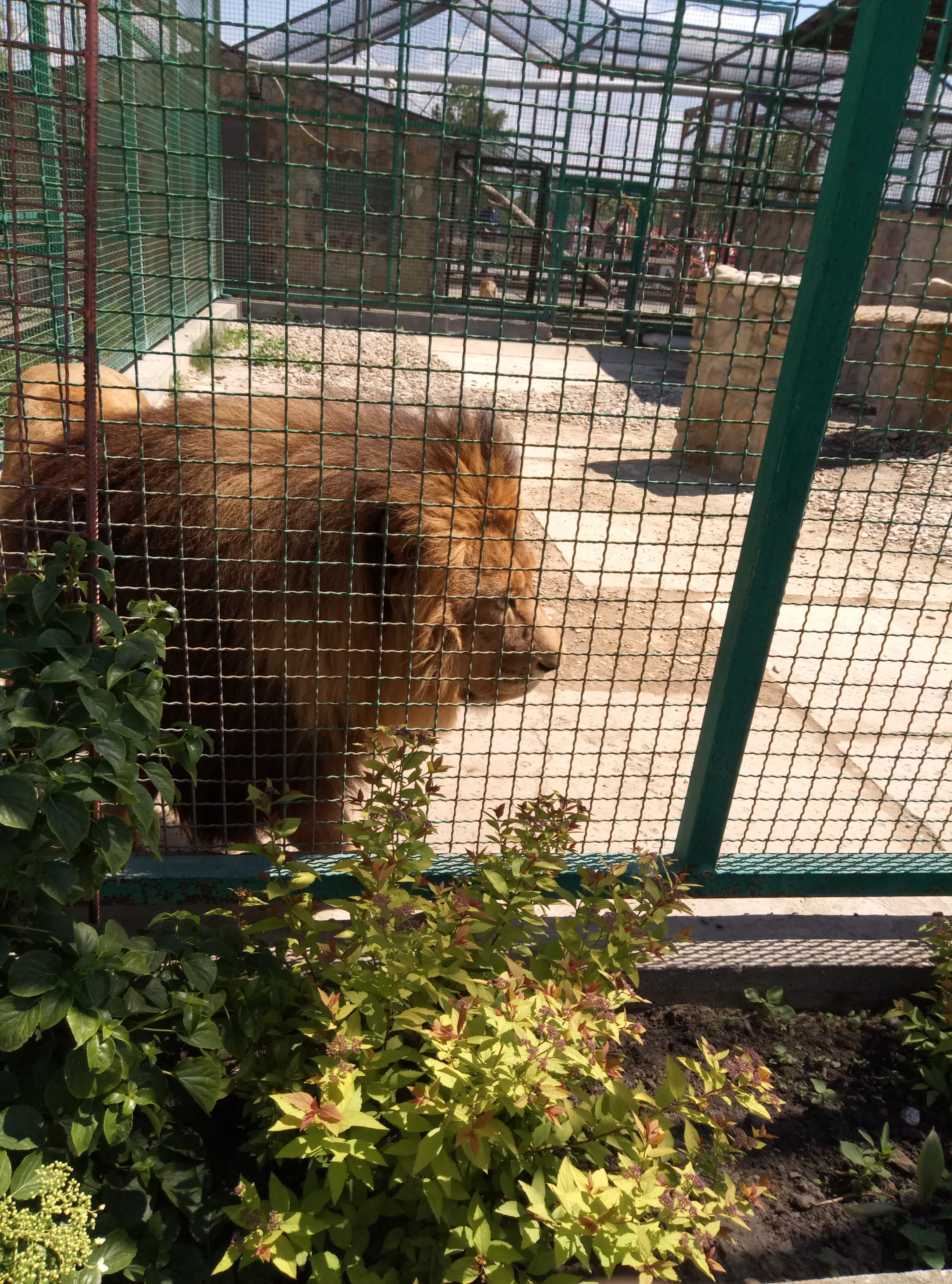 Green wedge image 15