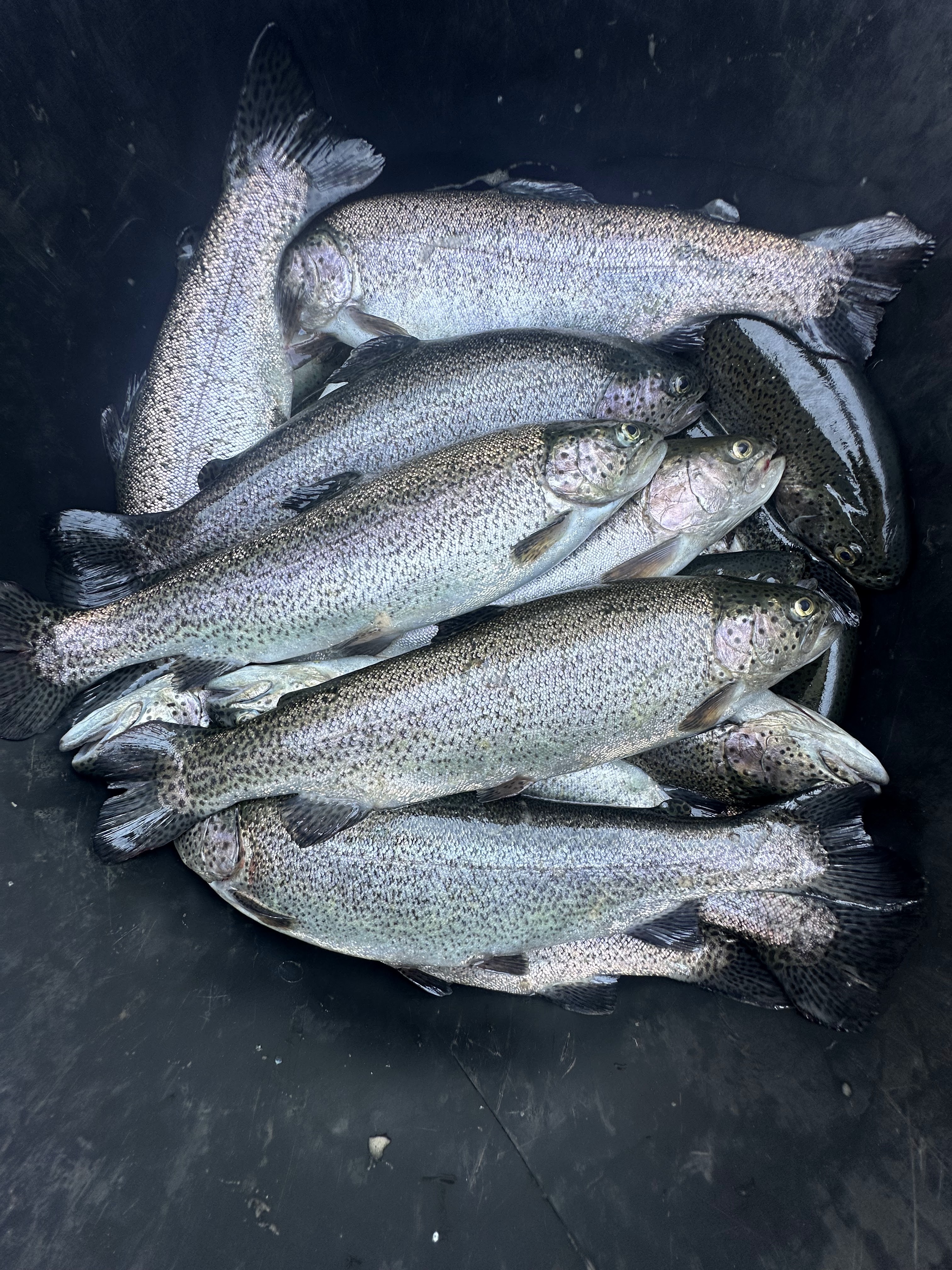 Forelʹka Klab Pluhiv image 12