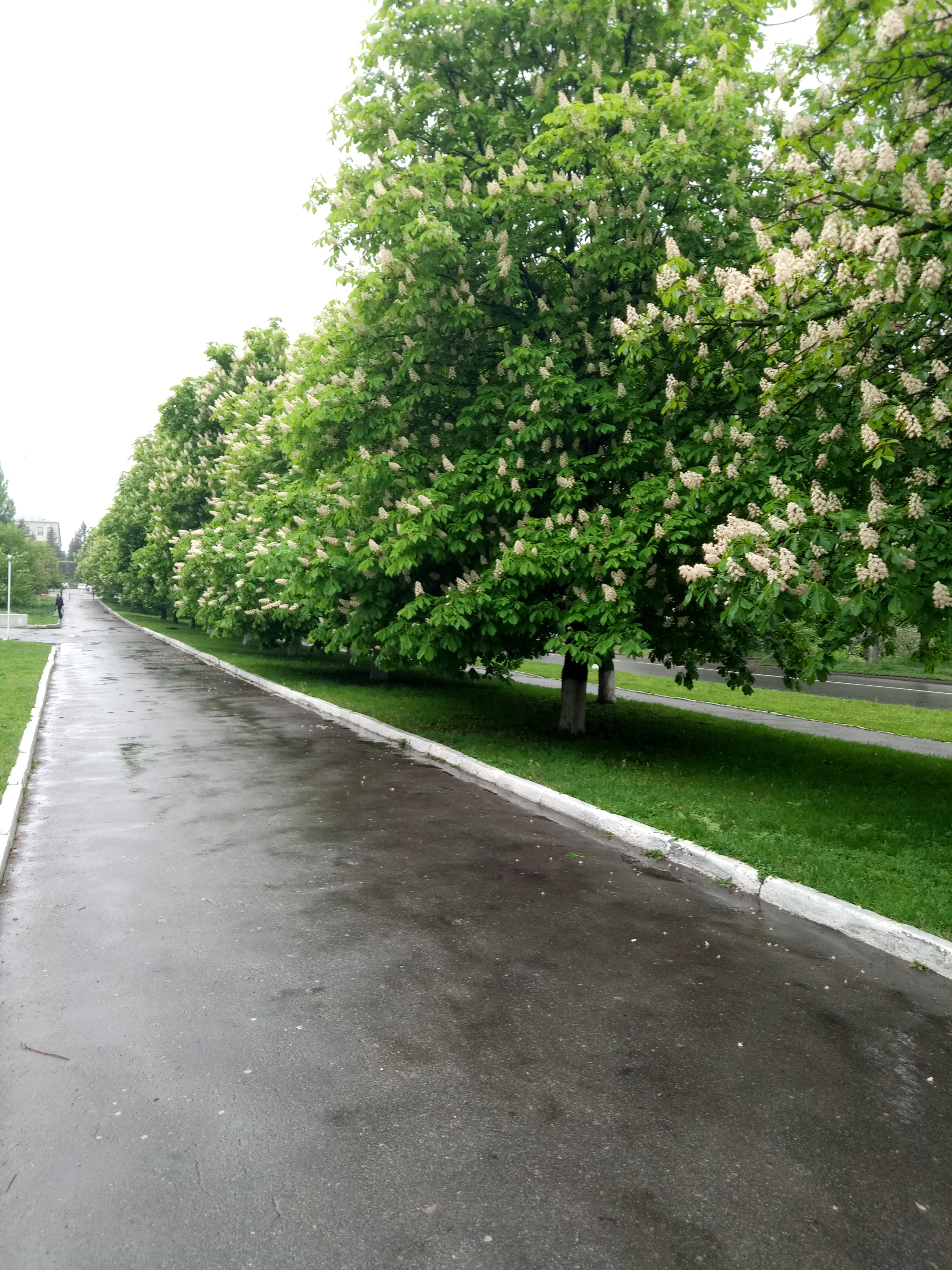 Khmilʹnyy Monakh image 10