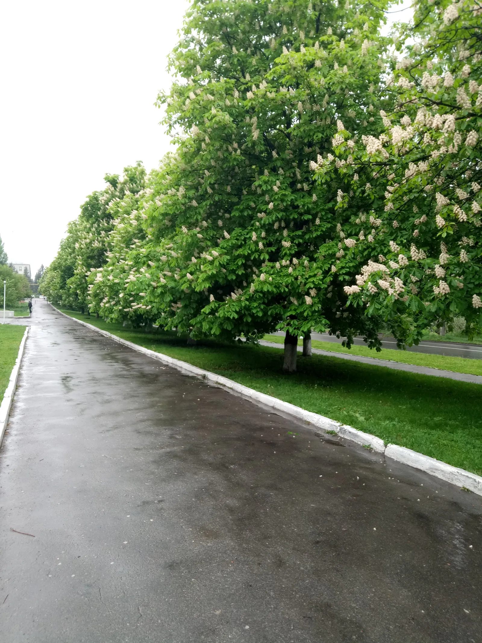 Khmilʹnyy Monakh image 10