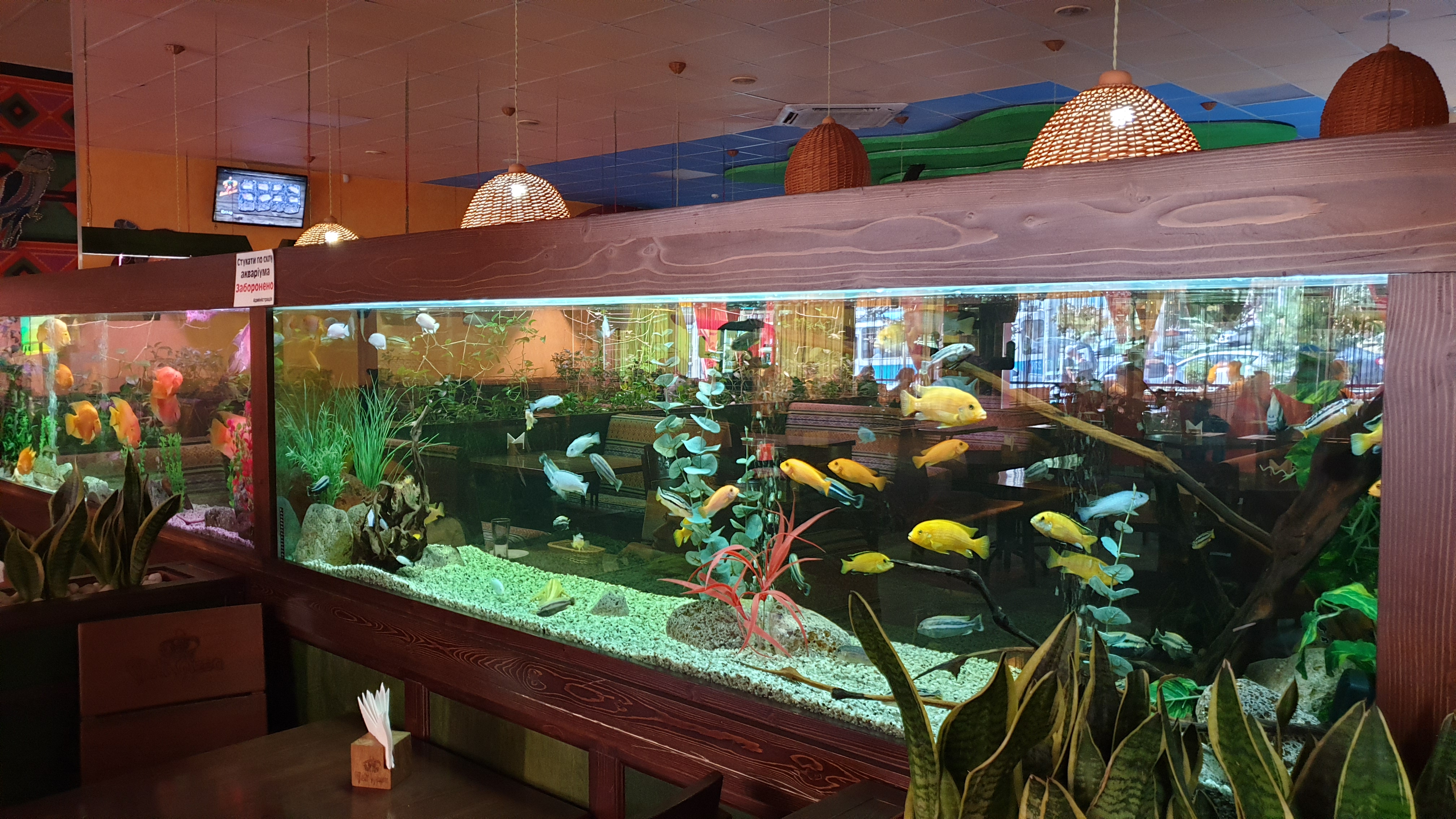 Chili Pizza image 20