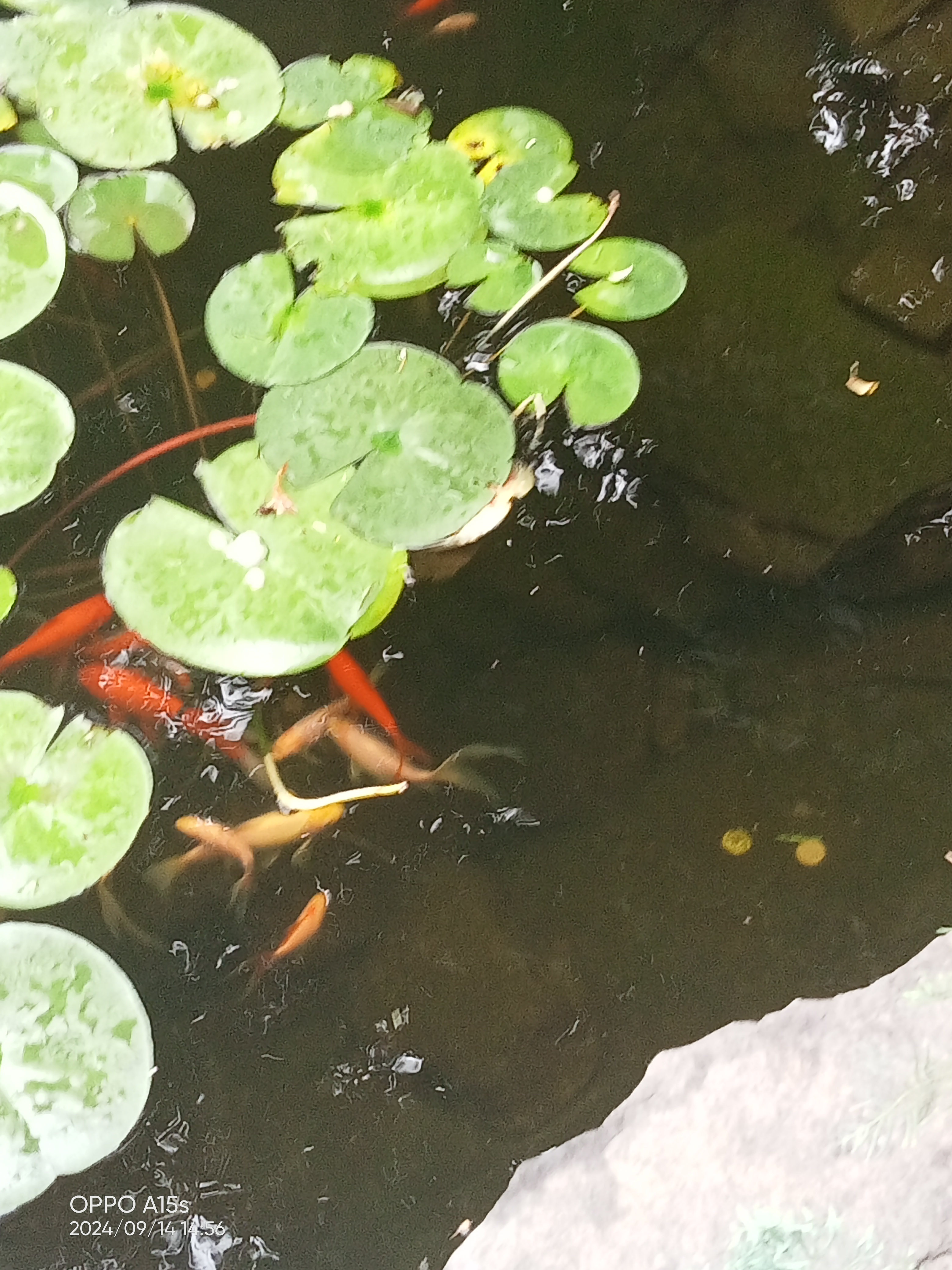 Pub Kvartal image 10