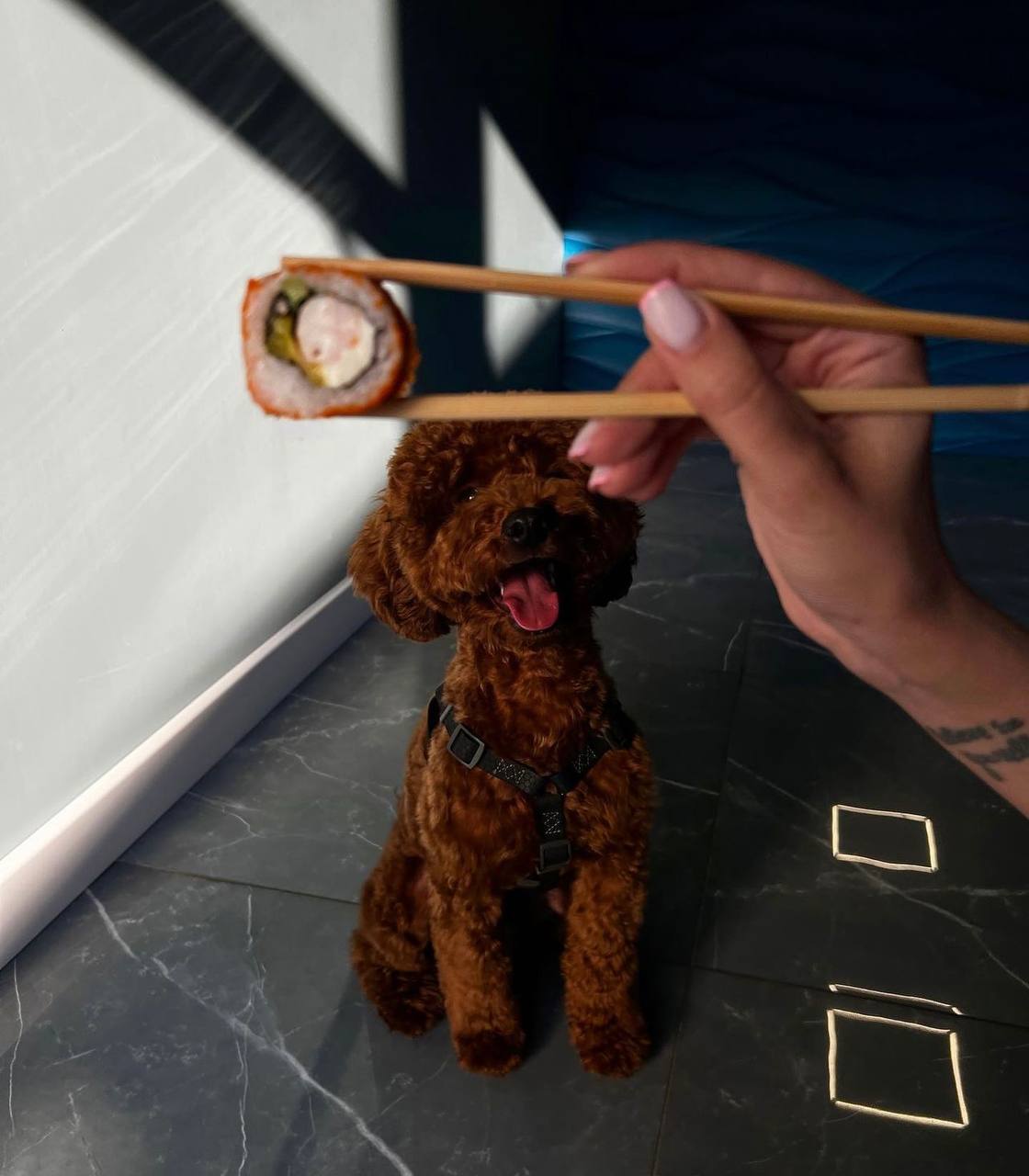 NUSHO_SUSHI image 19