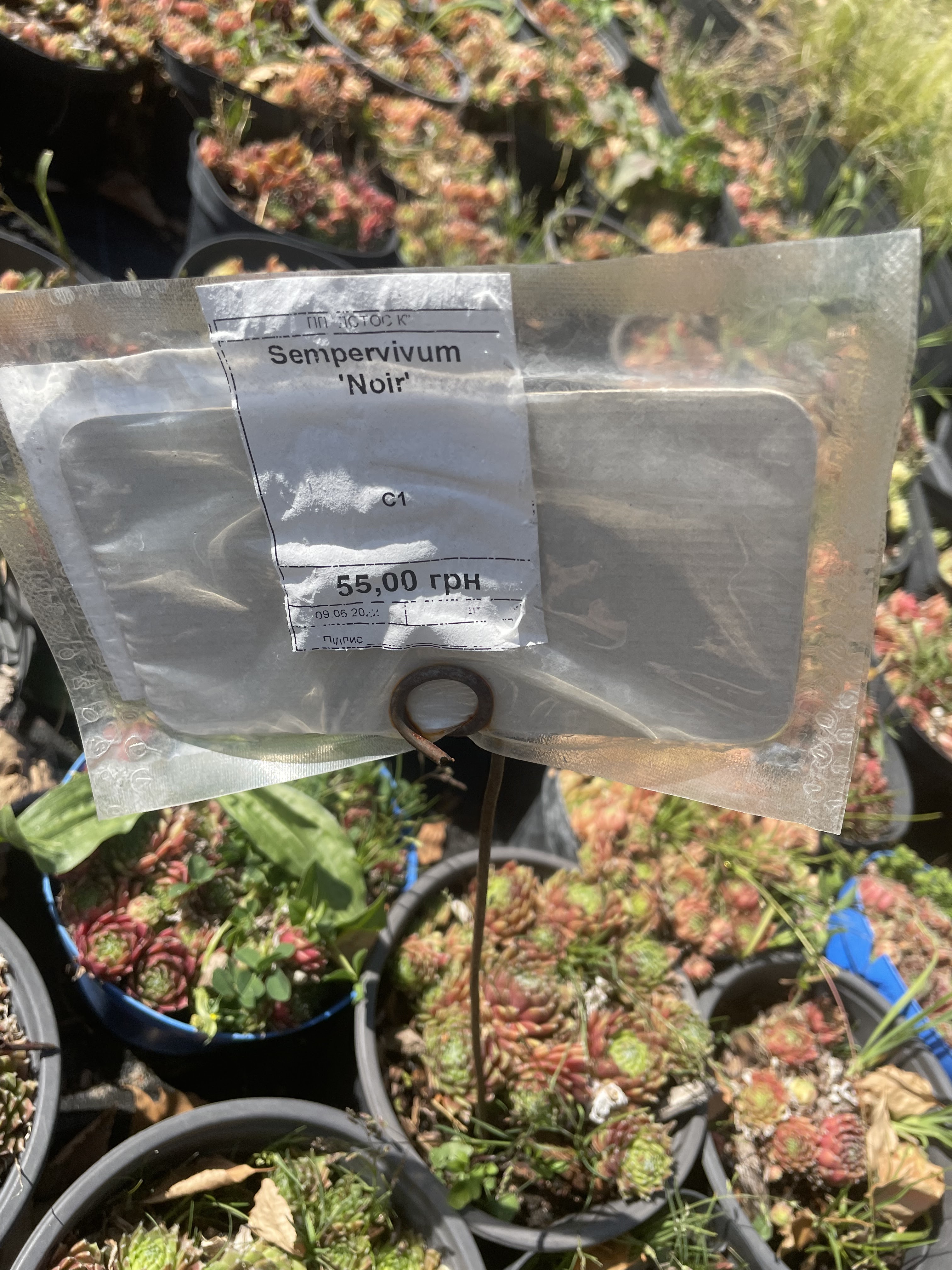 Doner Kebab image 16