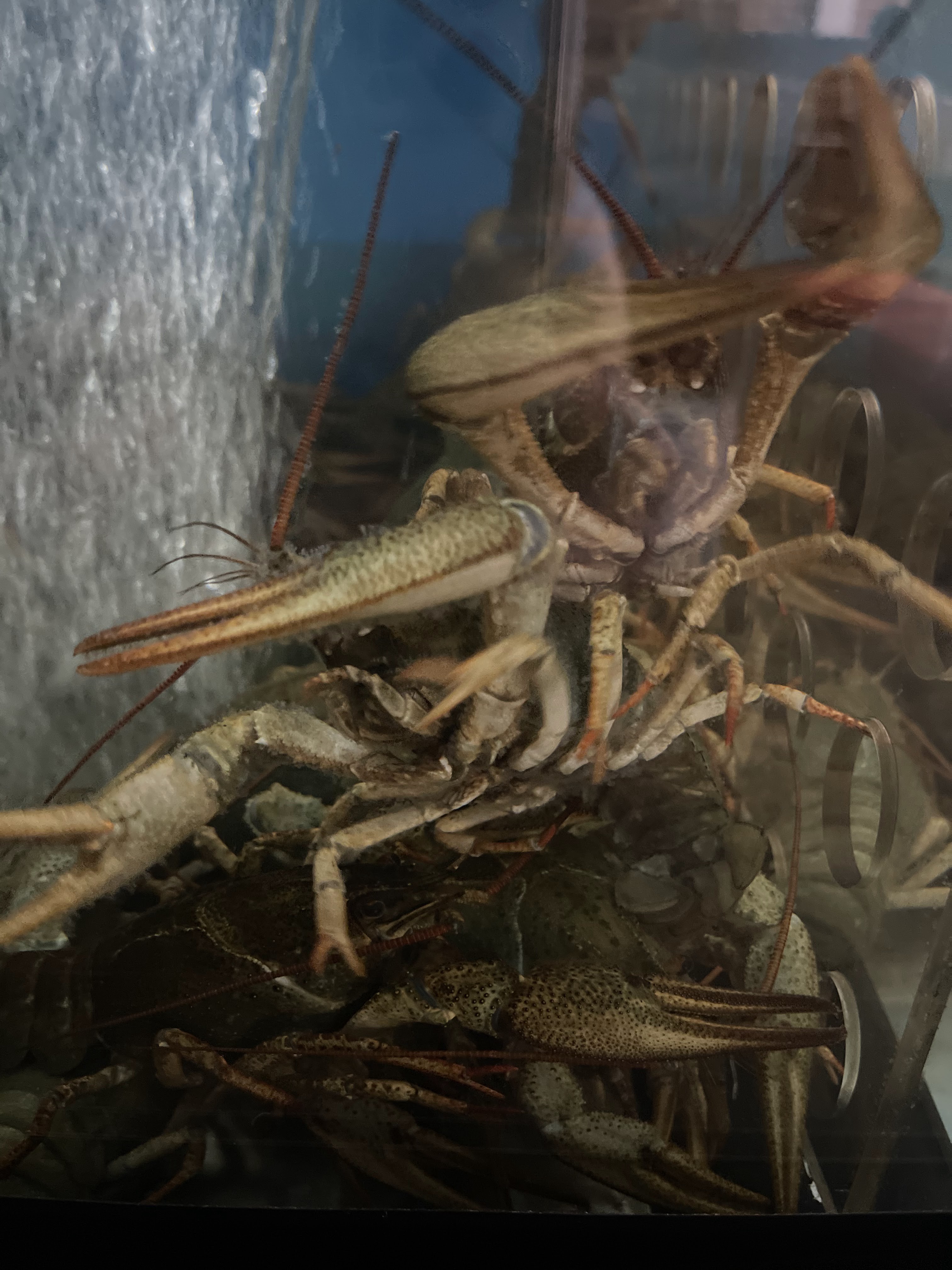 Raki-Club на Дмитрівській image 19