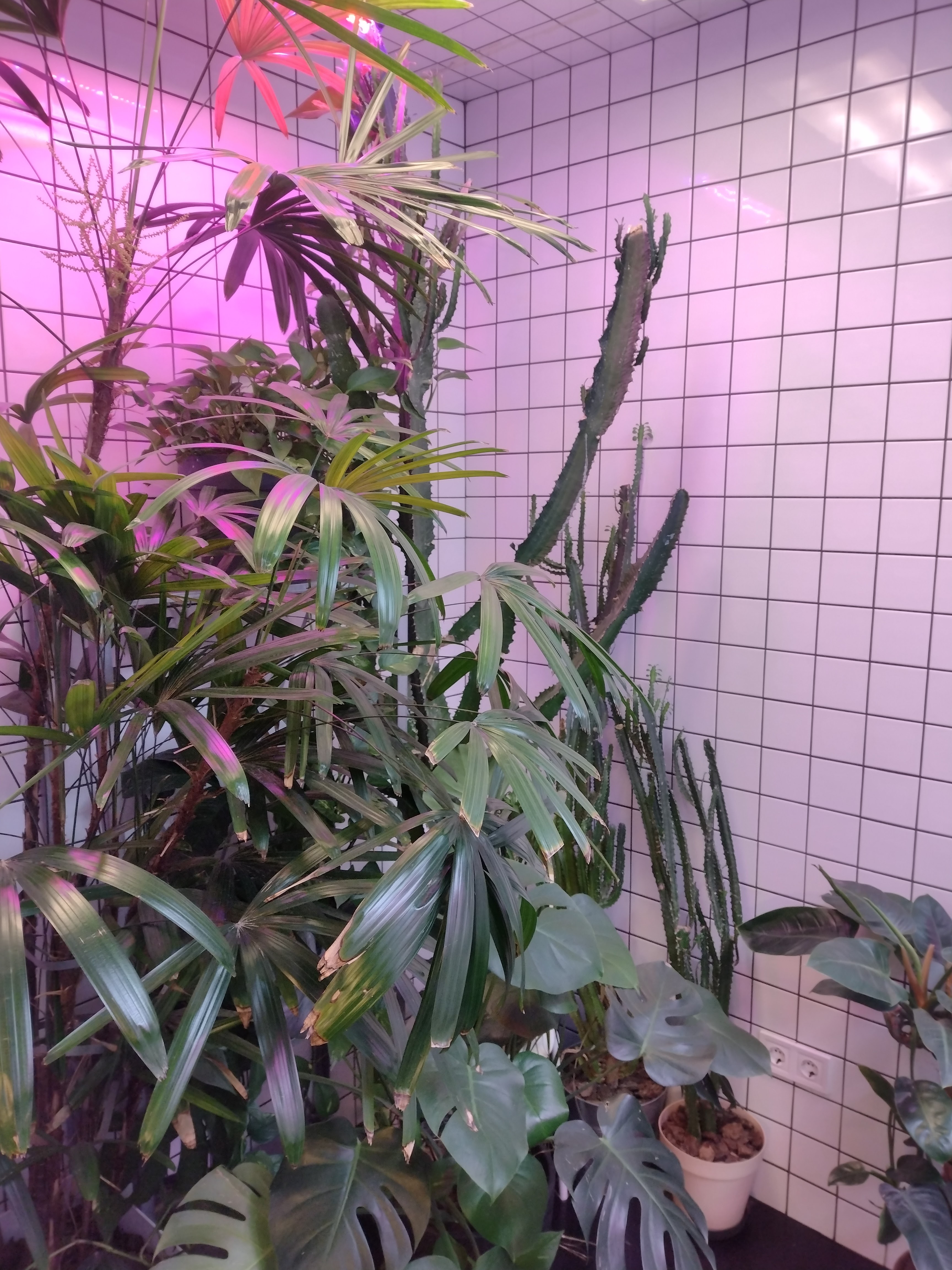 FRUIT+VEG ex (ORANG+UTAN) image 15