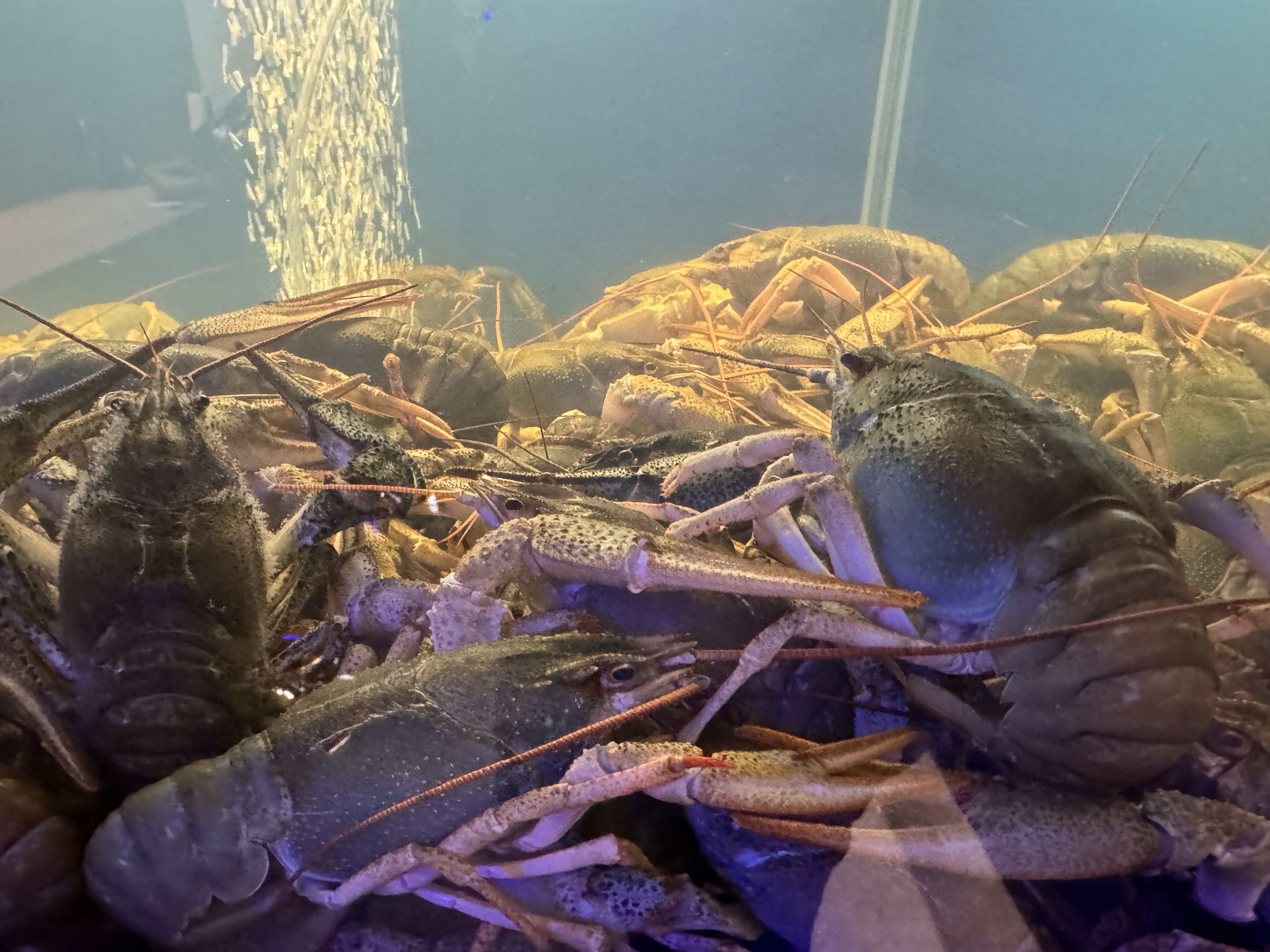 Київська Раковарня | Живі та варені раки, доставка раків Київ. image 20