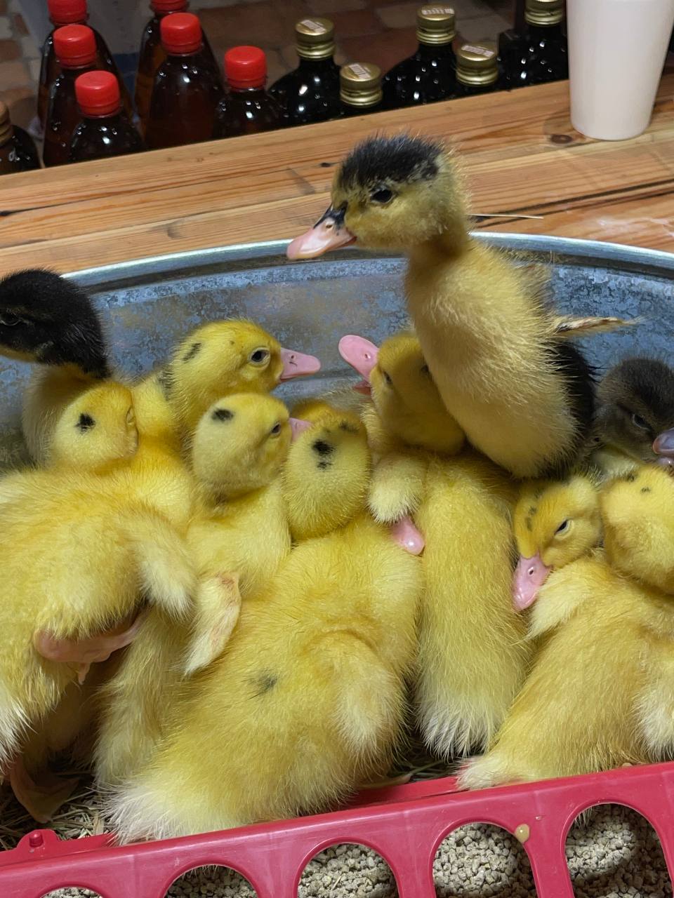 Чорноморка на Лаврській image 16