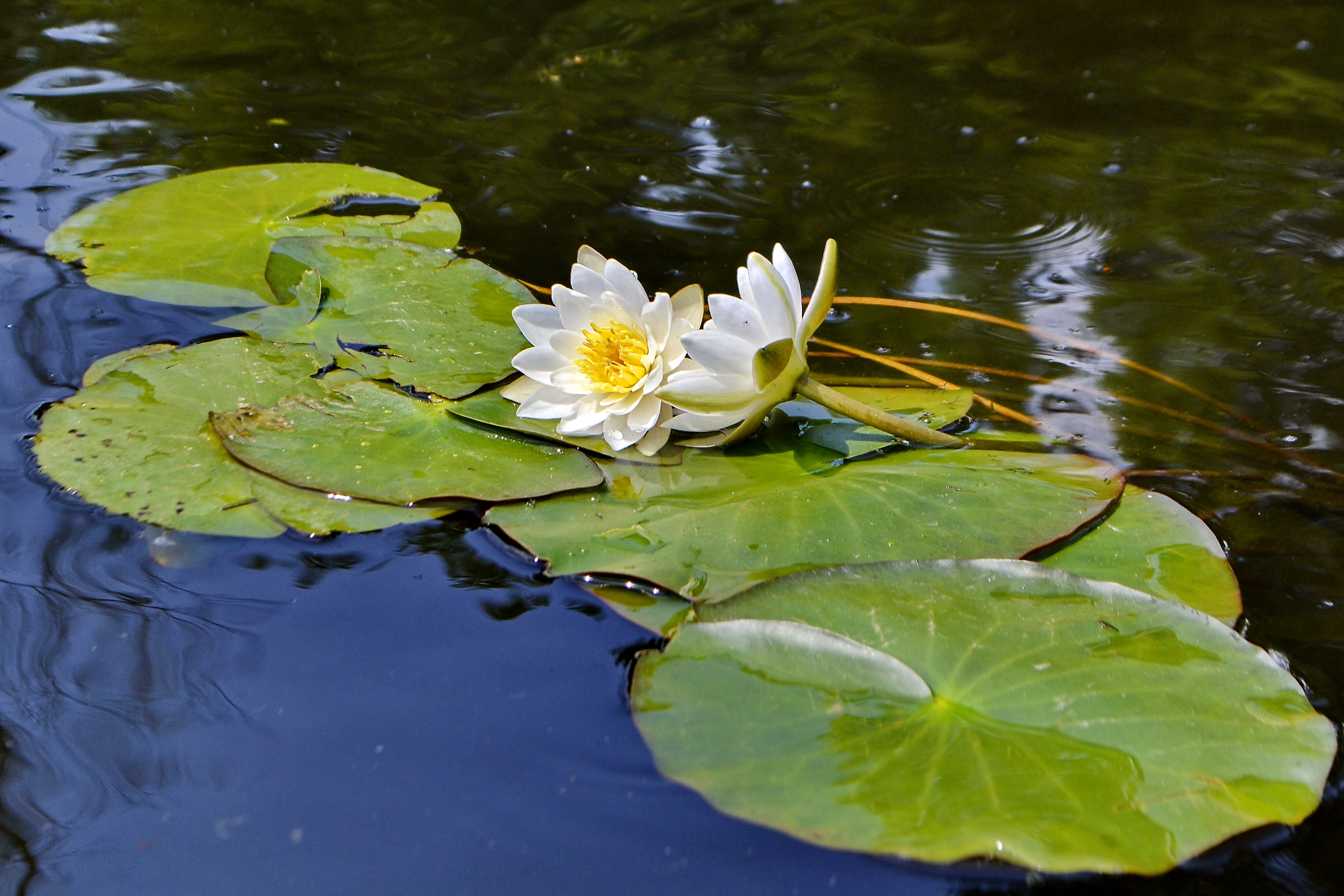 Yakht-Klub Frehat image 10