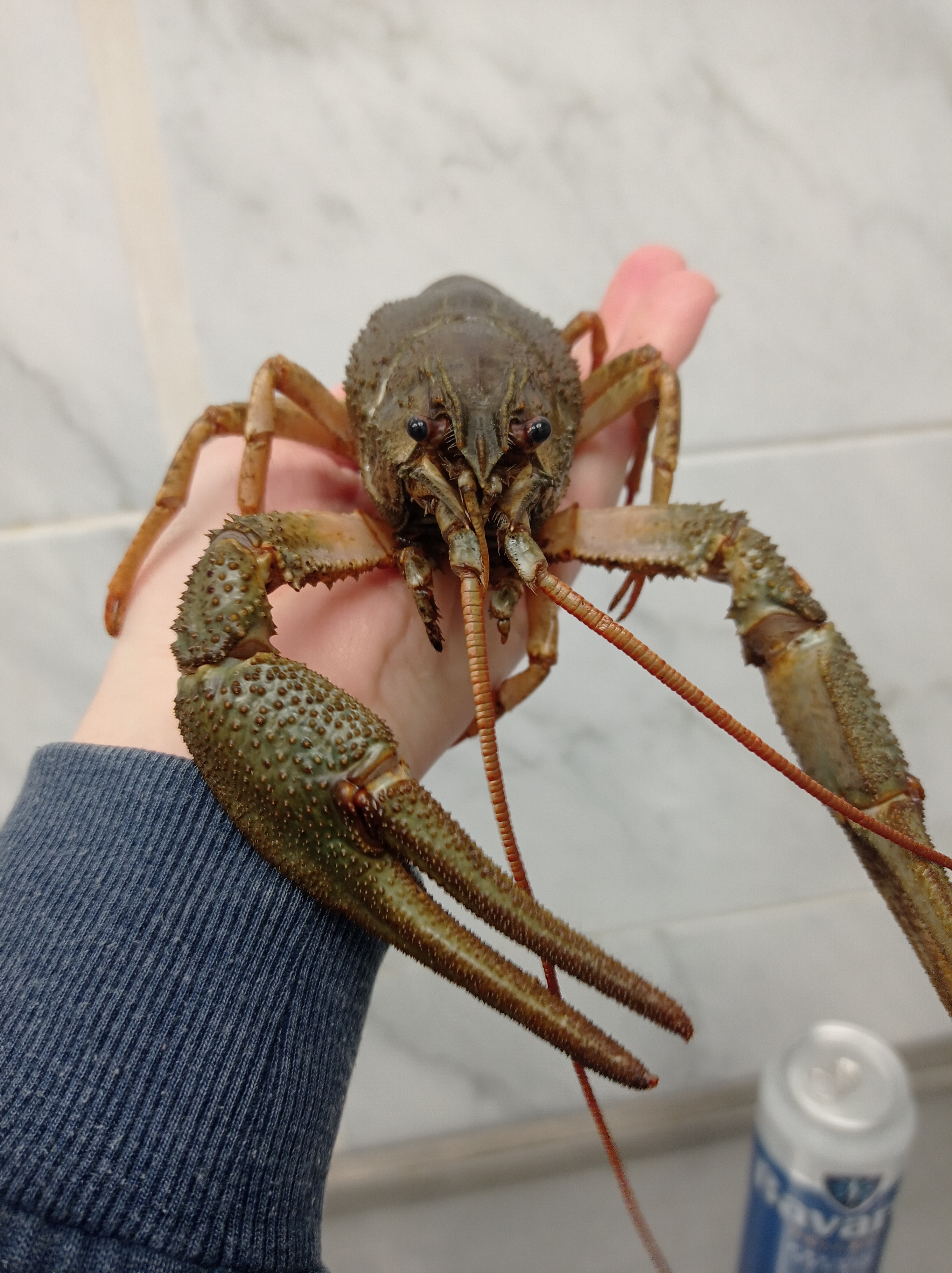 РаКоВаРня image 8