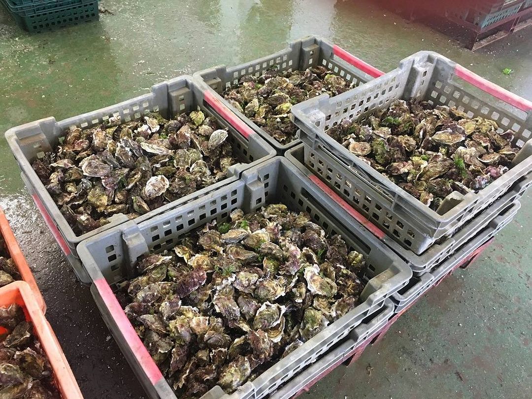 Черноморка image 20