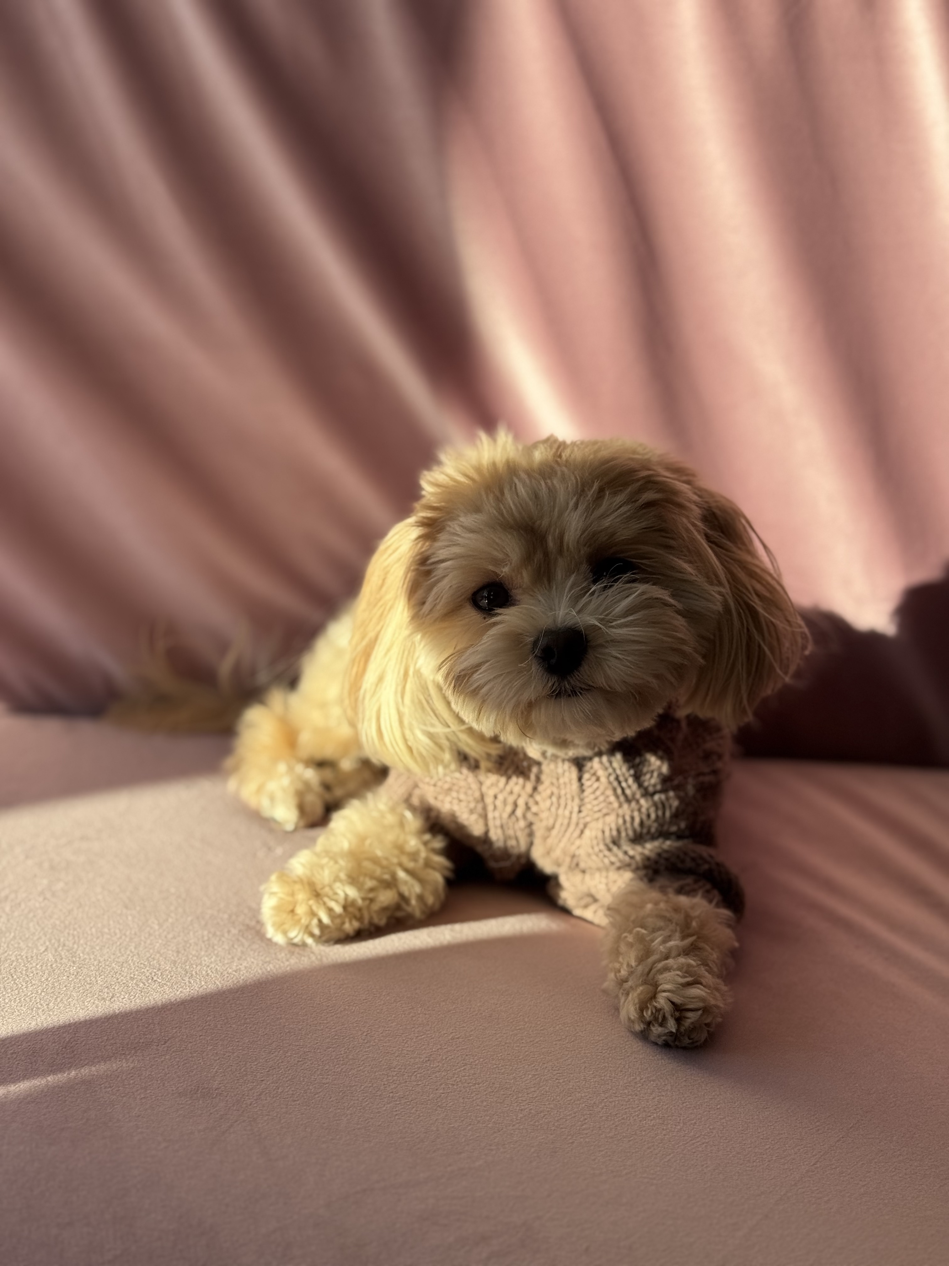 Fluffy&Family image 19