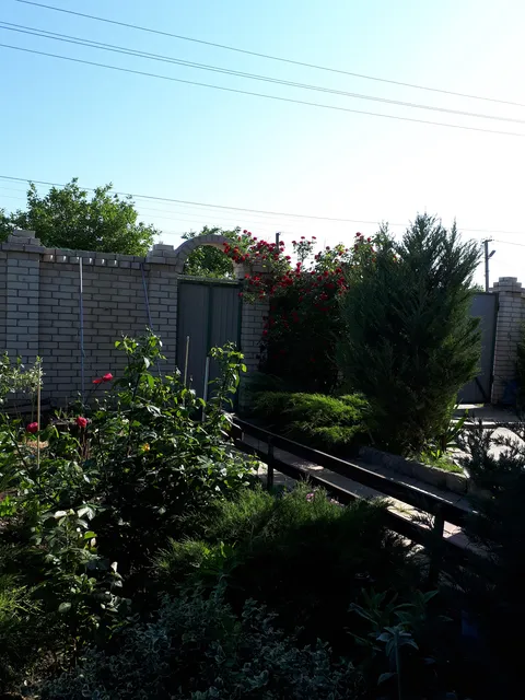 Ленкорань image 8