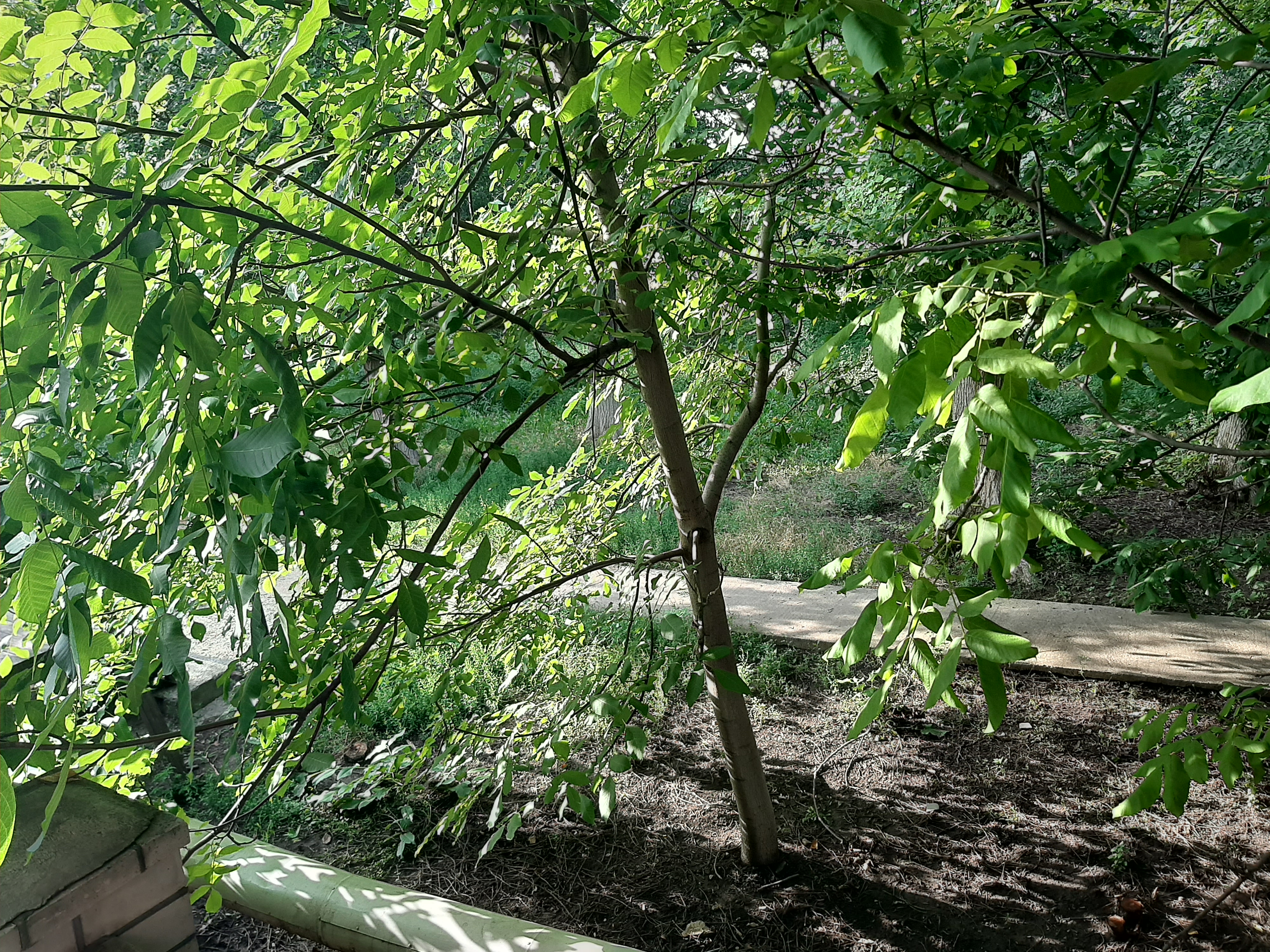 Restoran "Hetʹman" image 3