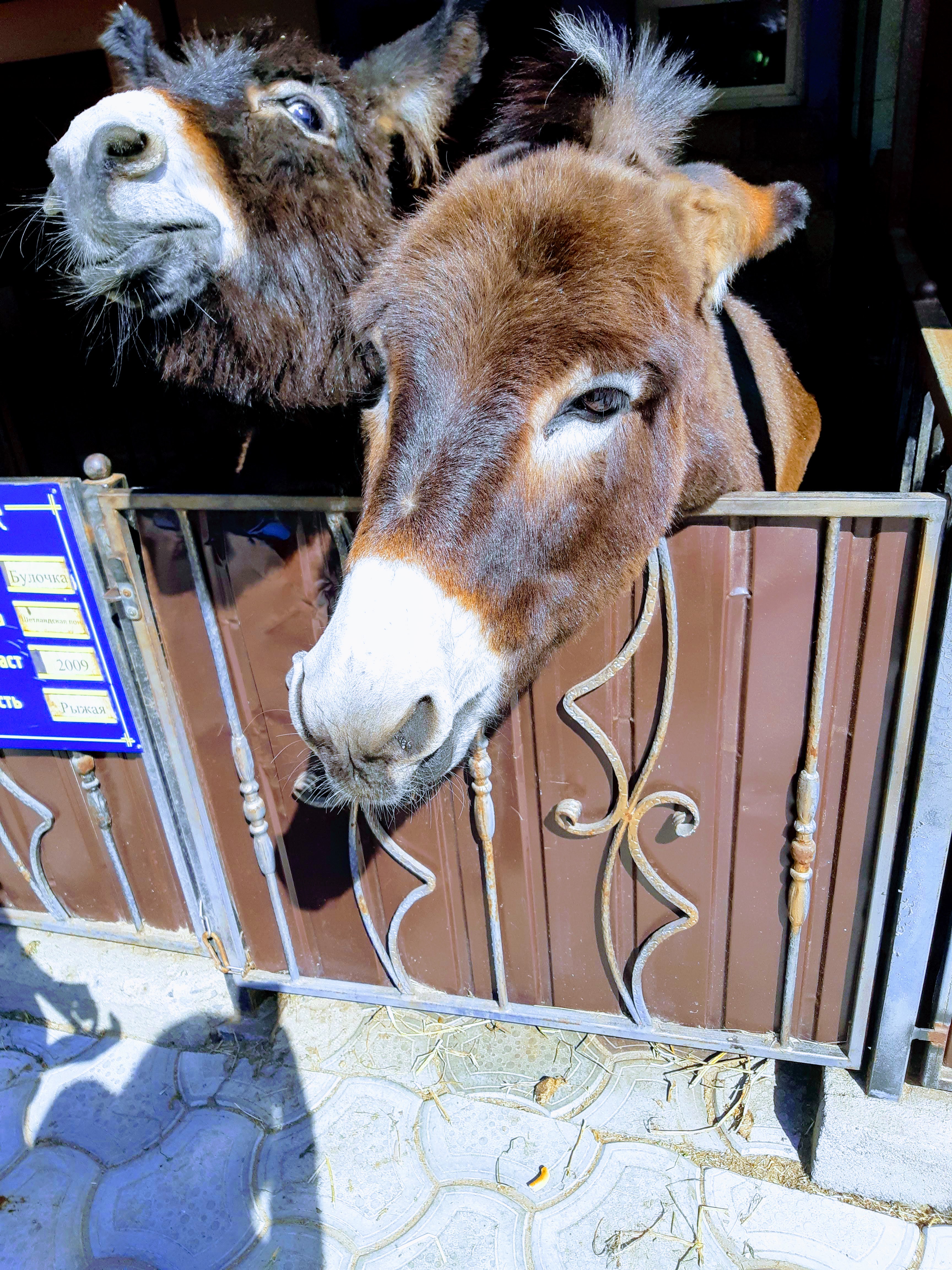 El Rancho Sofia image 3