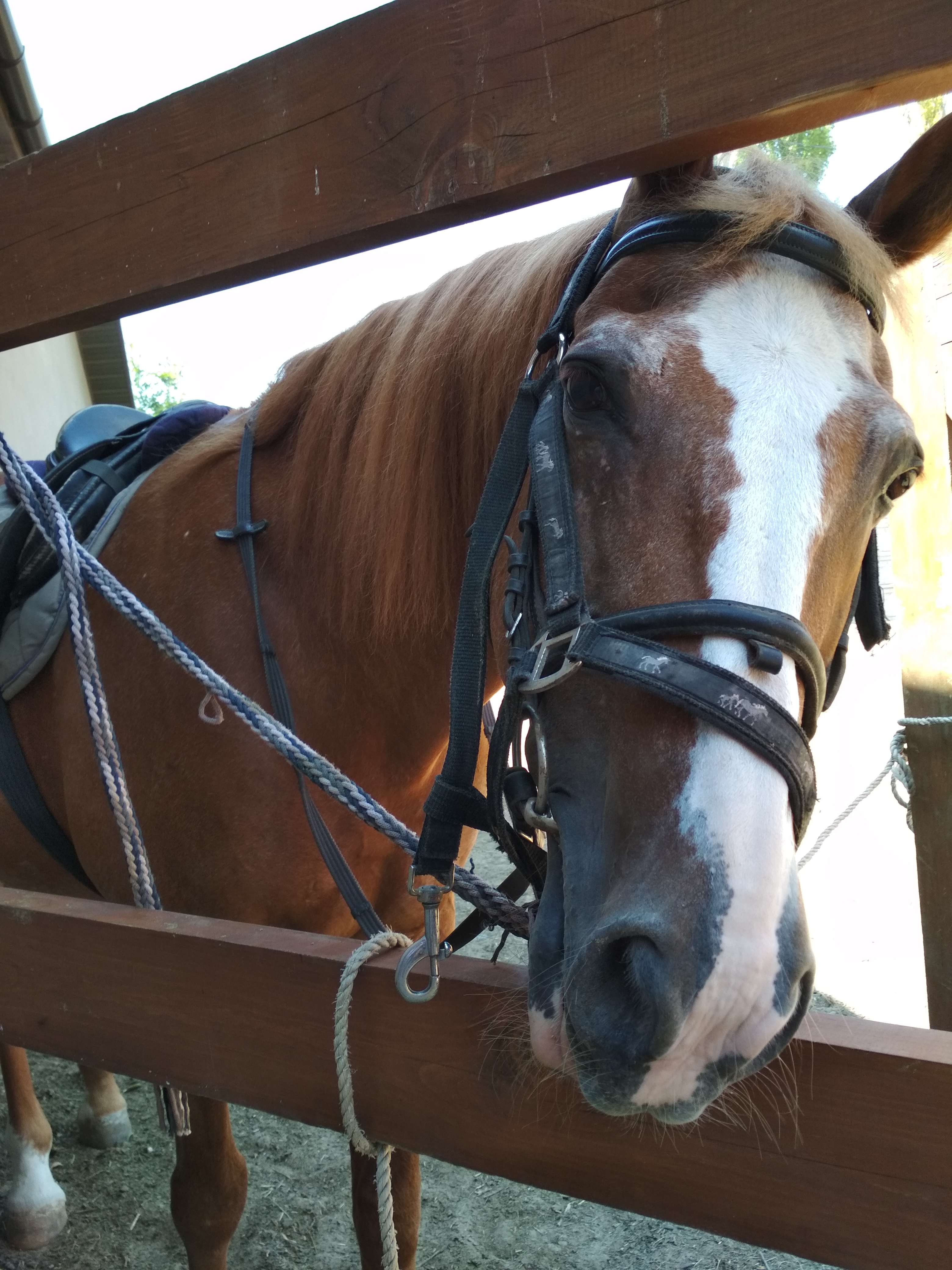 El Rancho Sofia image 10